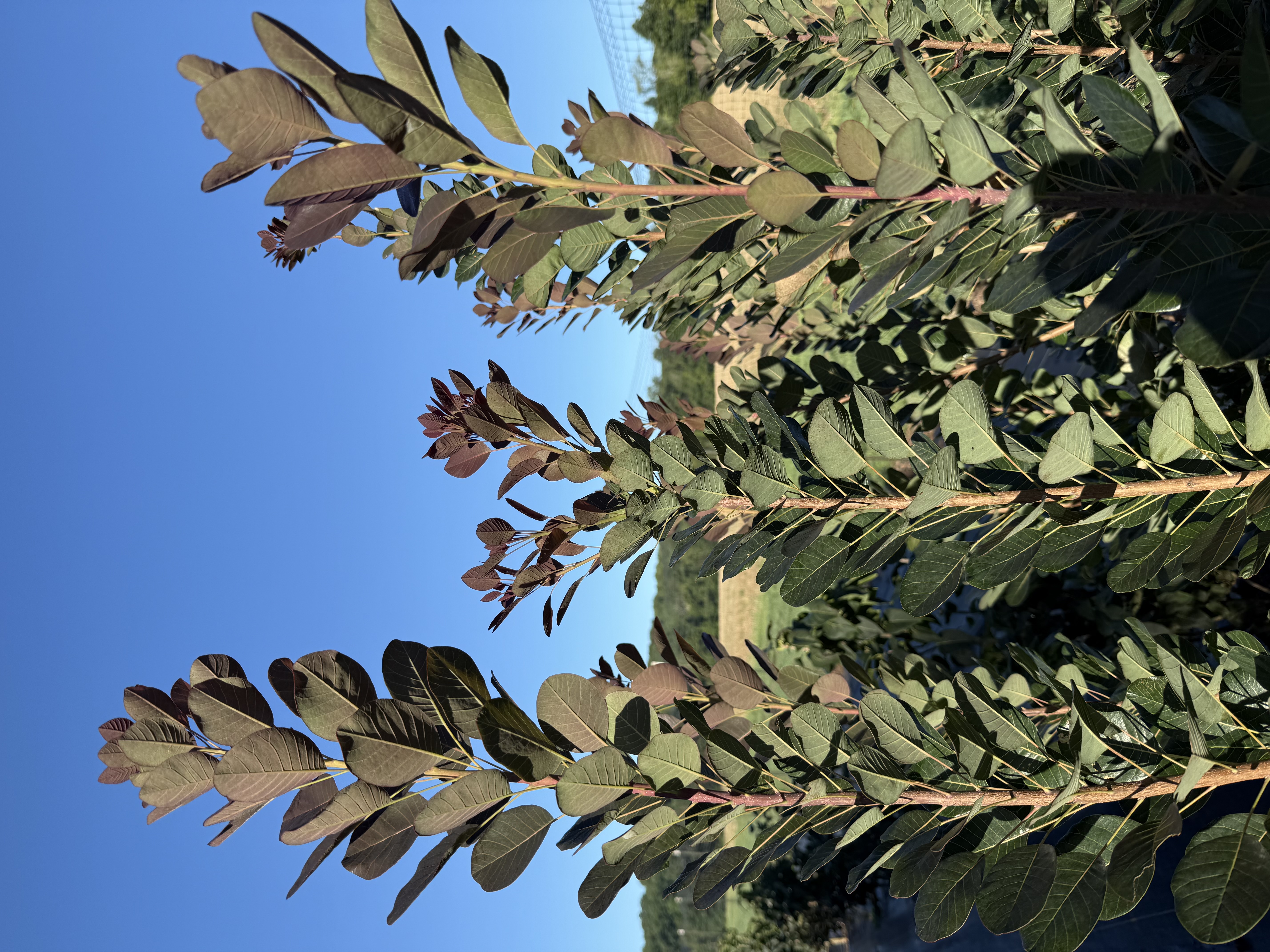 COTINUS coggygria