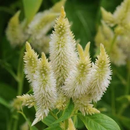 CELOSIA argentea spicata Celway White