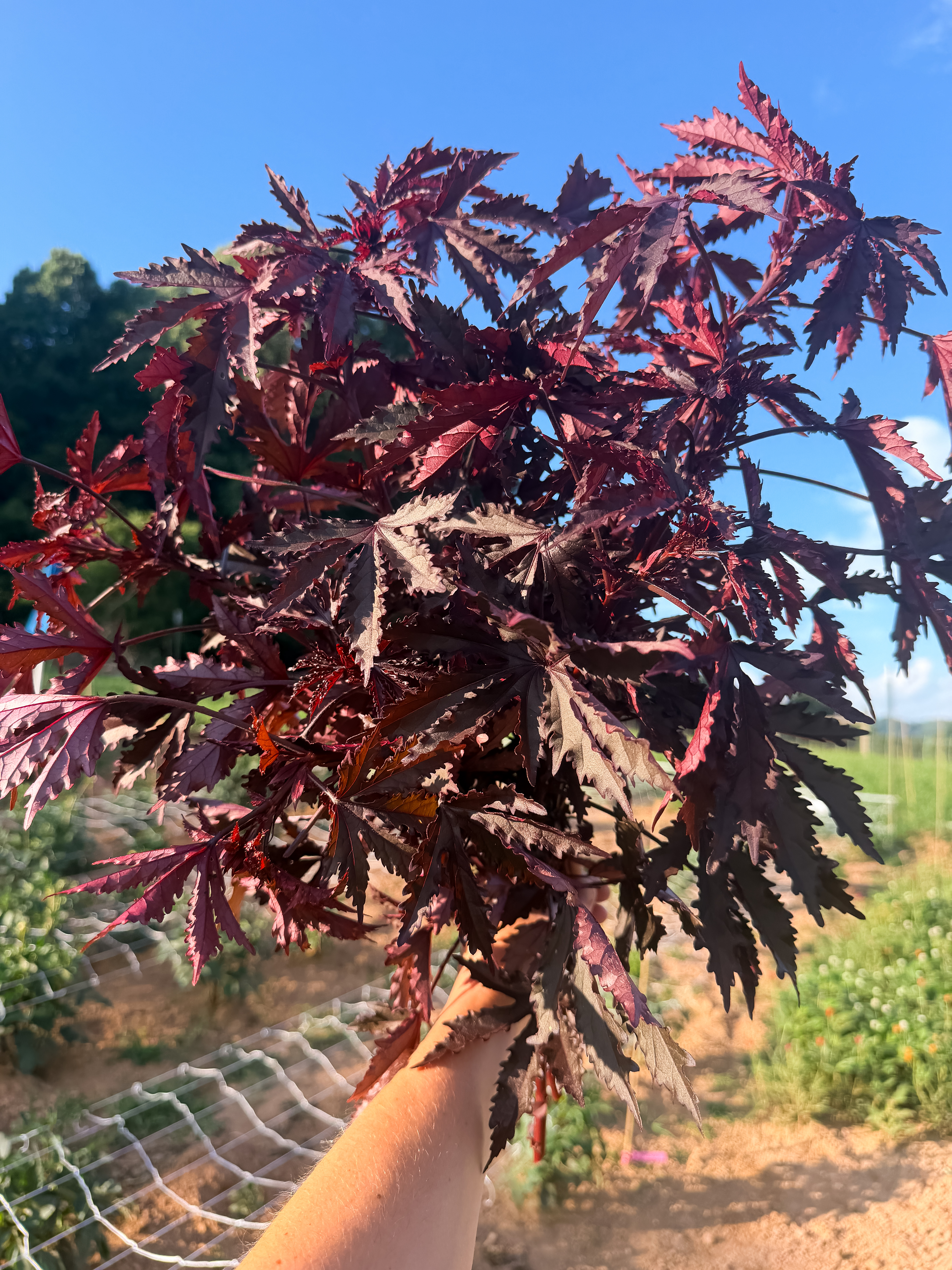HIBISCUS acetosella