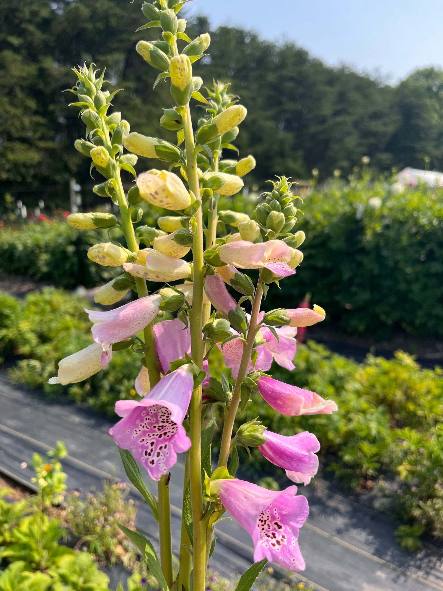 DIGITALIS purpurea Camelot