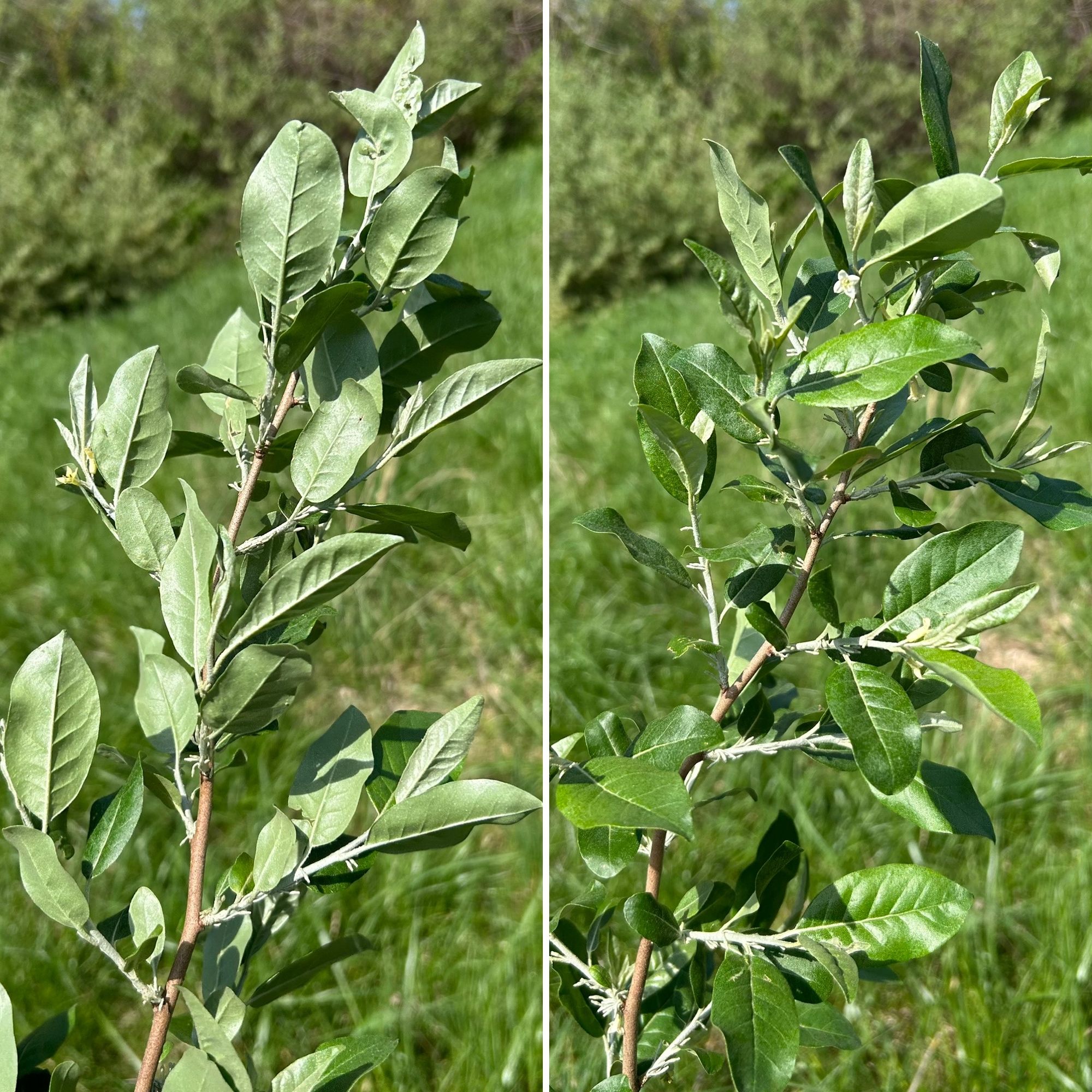 ELAEAGNUS umbellata