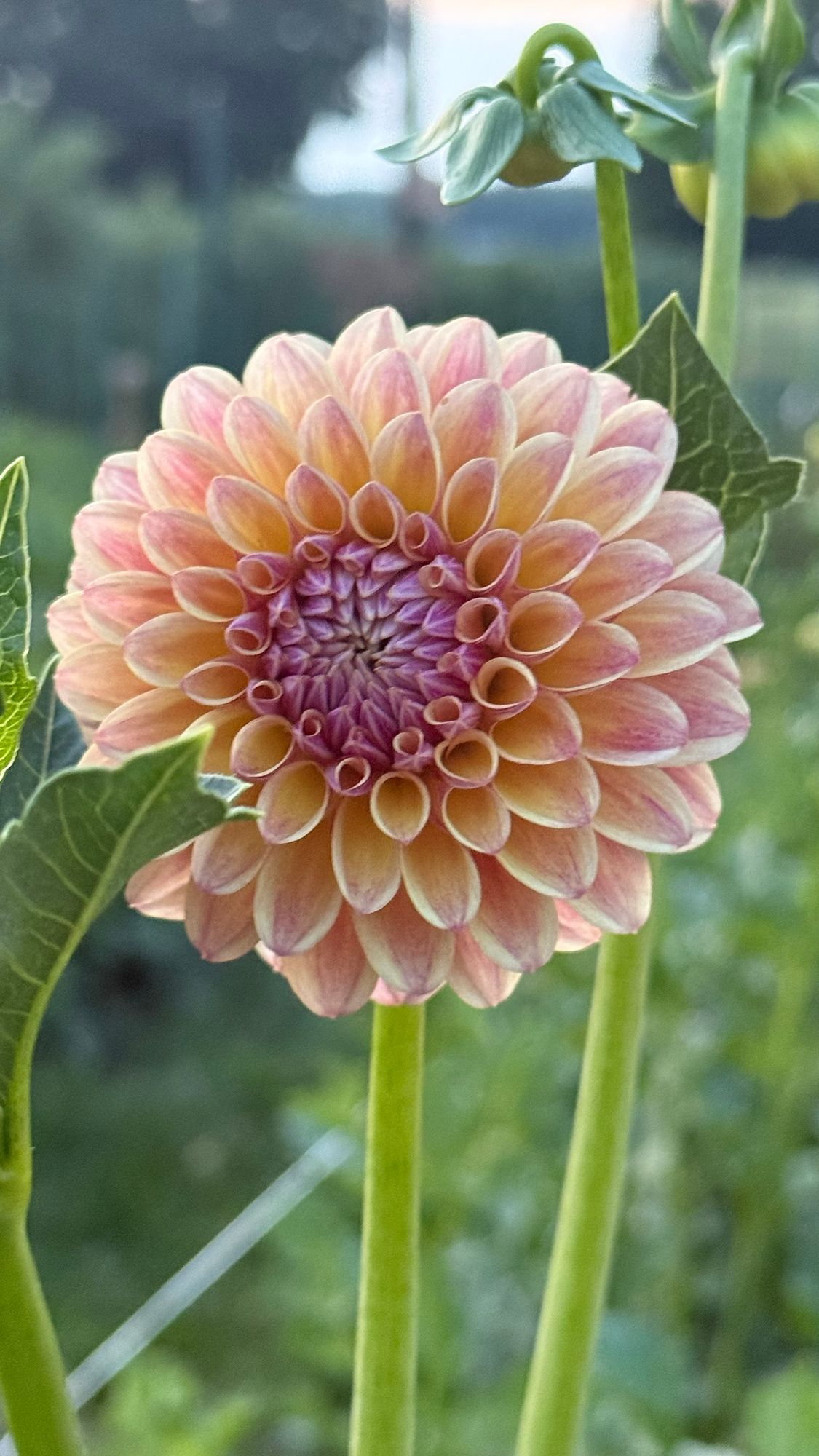 DAHLIA Coseytown Gale