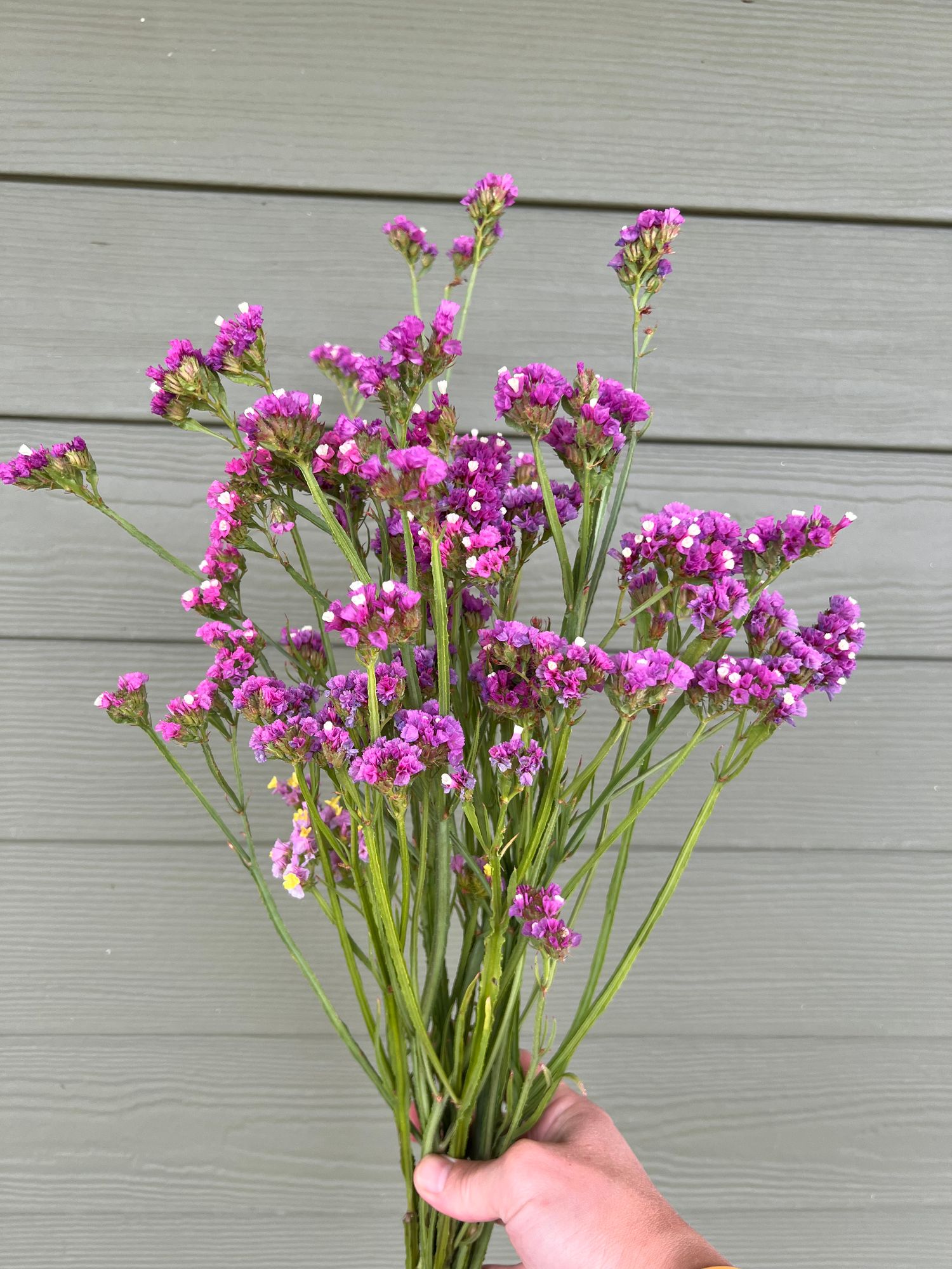 LIMONIUM sinuatum Seeker