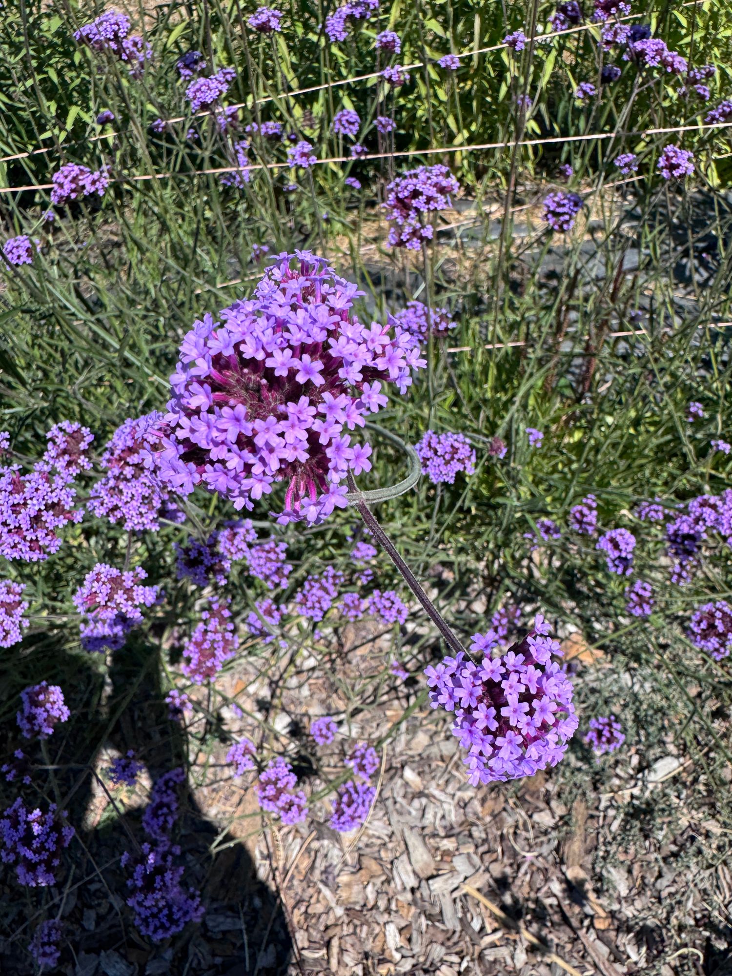 VERBENA bonariensis