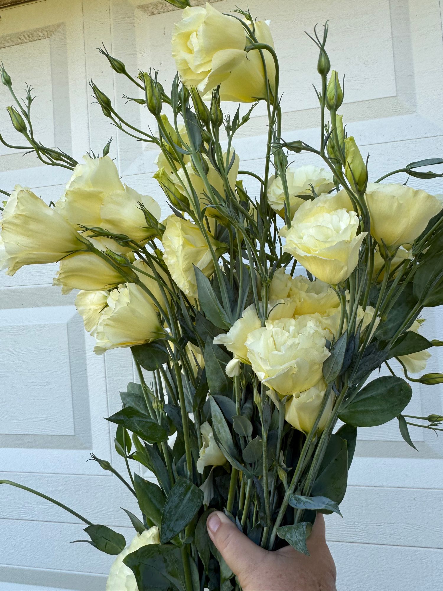 EUSTOMA grandiflorum ABC 2