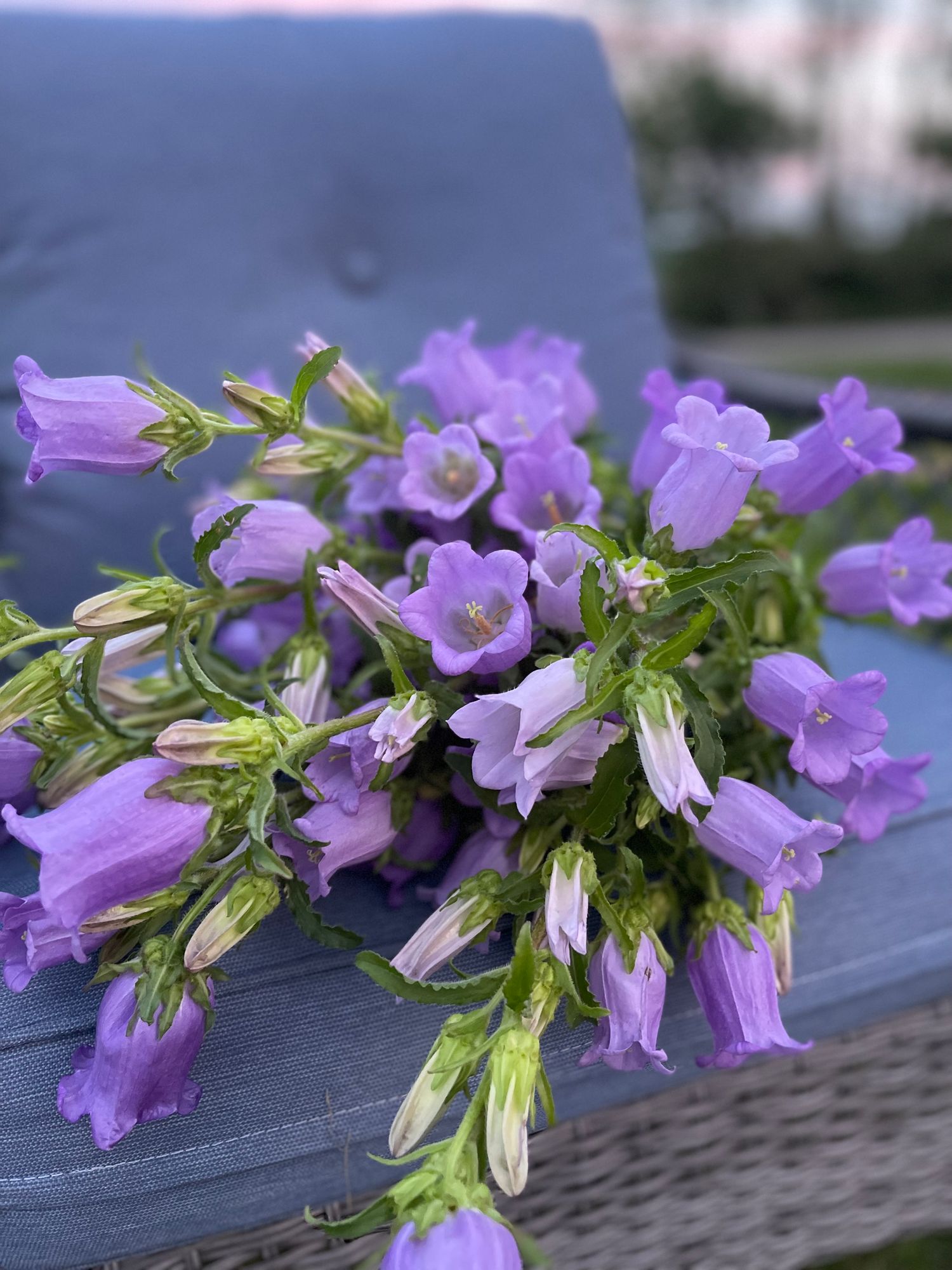 CAMPANULA carpatica Champion Pro