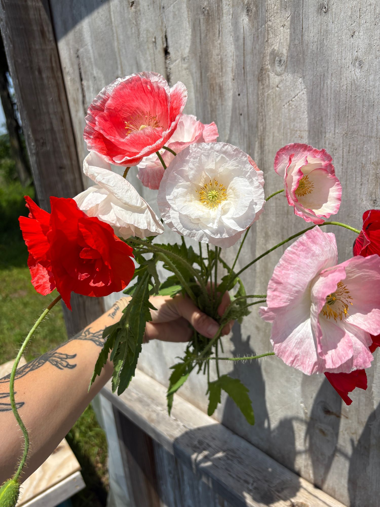 PAPAVER rhoeas Falling in Love