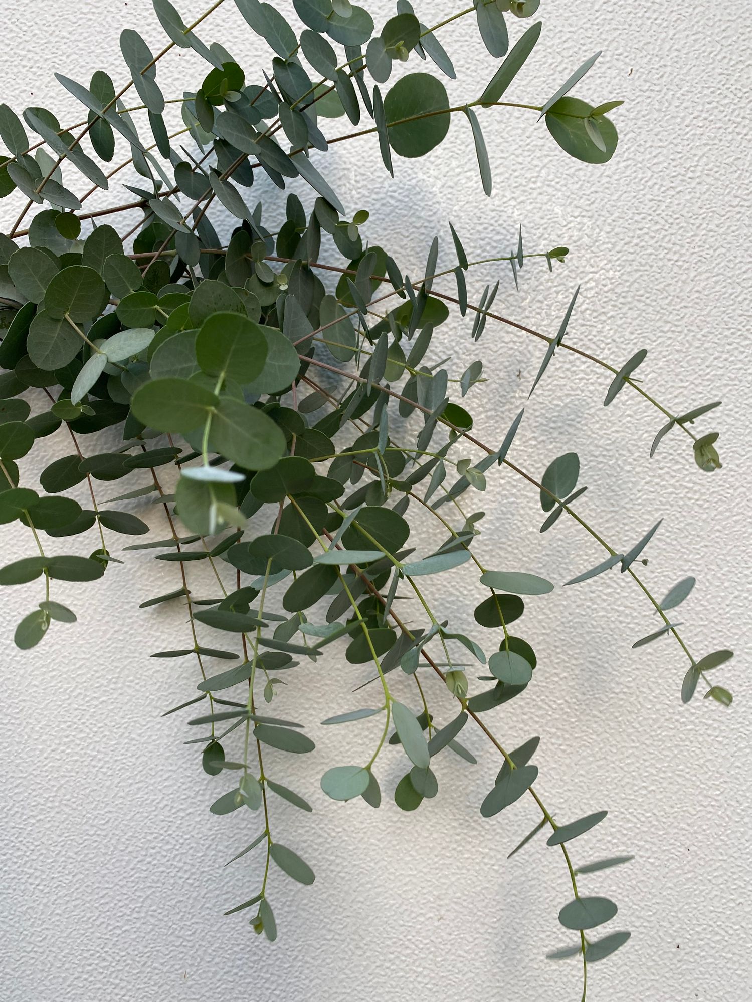 EUCALYPTUS cinerea