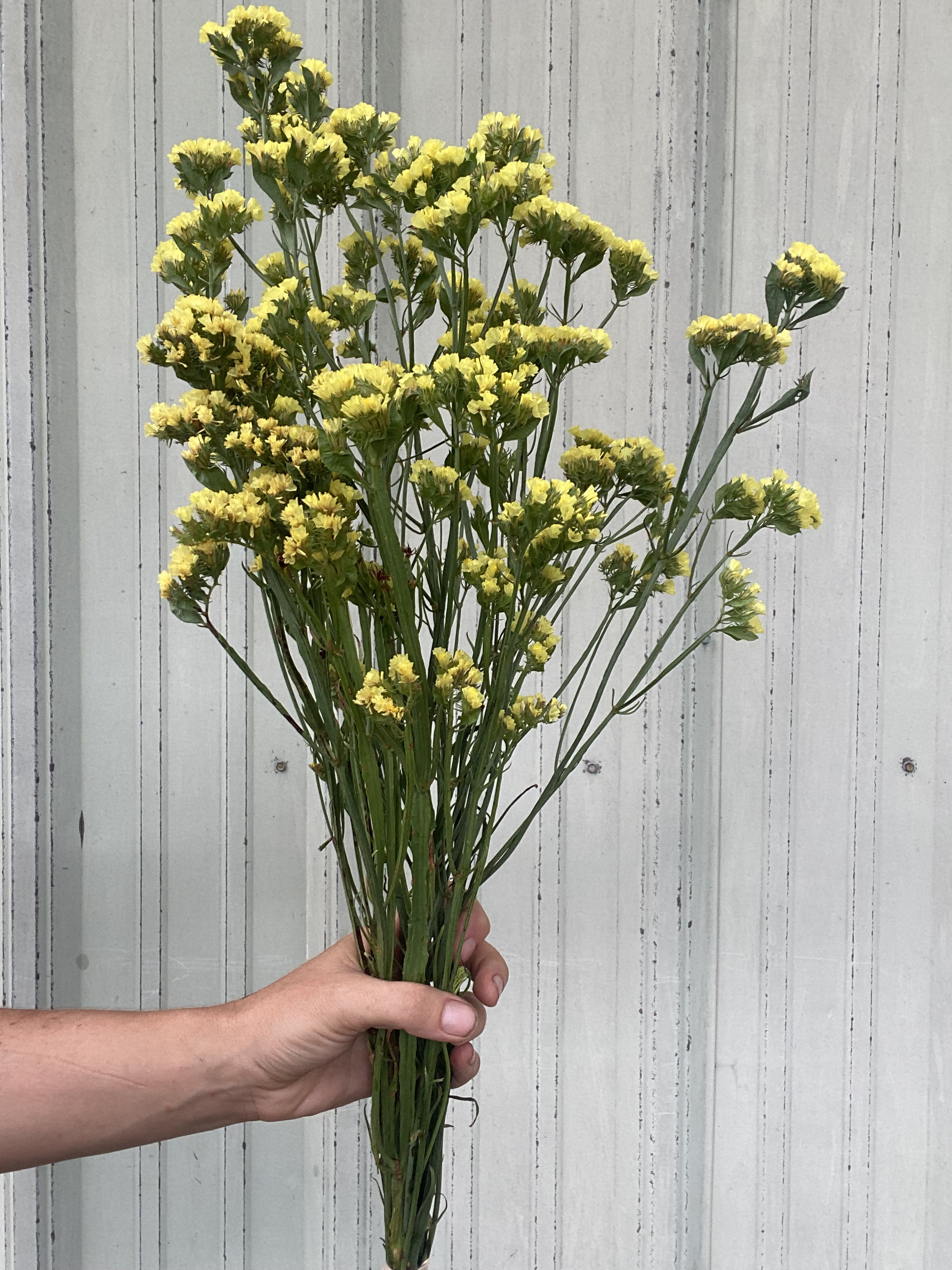 LIMONIUM sinuatum QIS