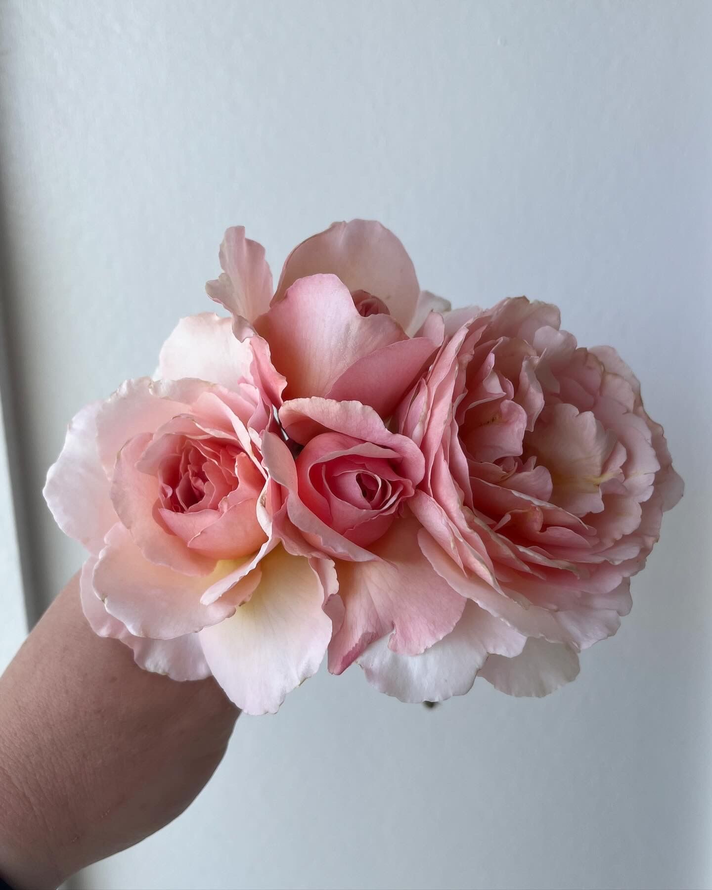 ROSA hybrida Princess Charlene de Monaco
