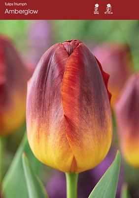 TULIPA