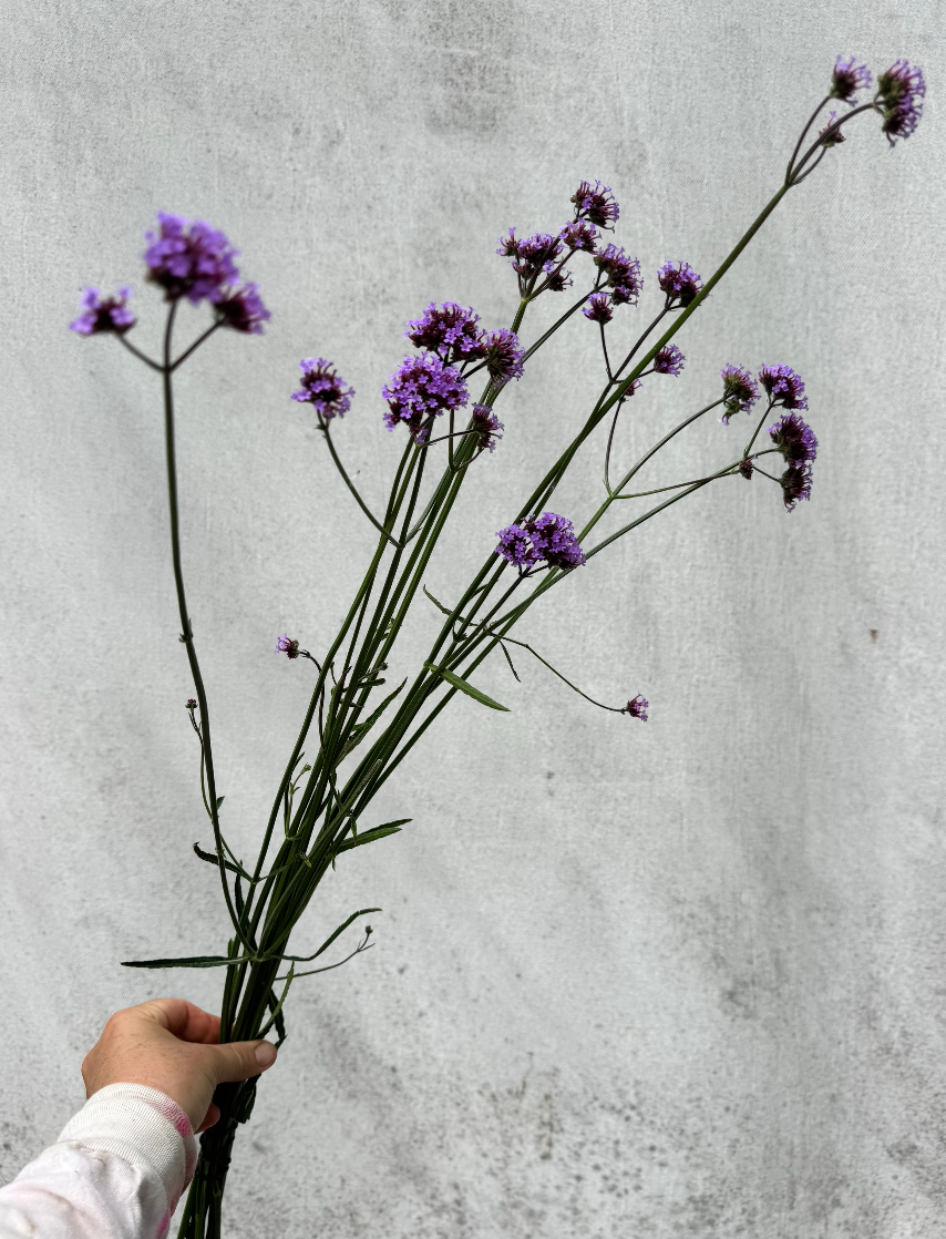 VERBENA bonariensis