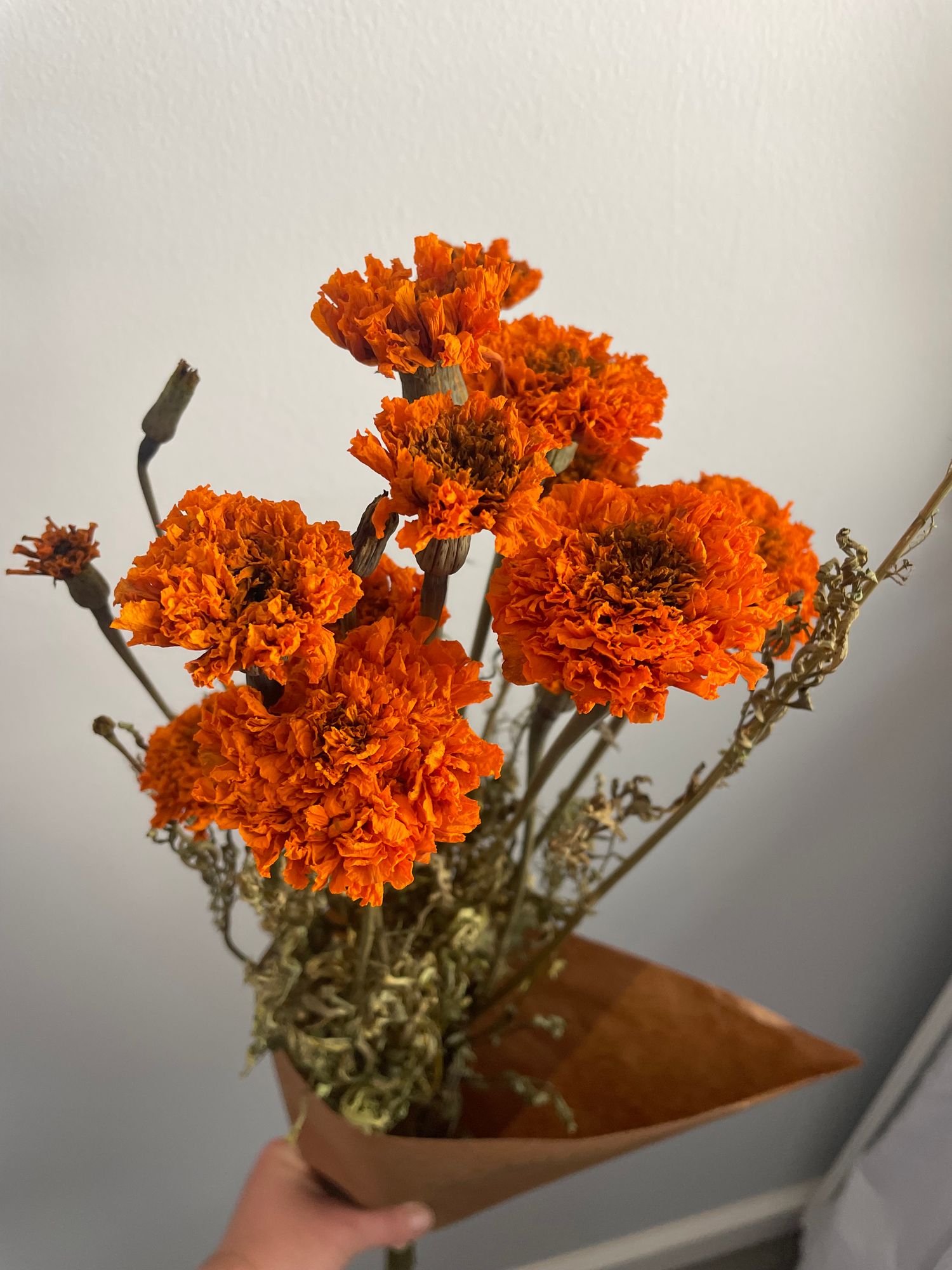 TAGETES erecta Bindi Orange