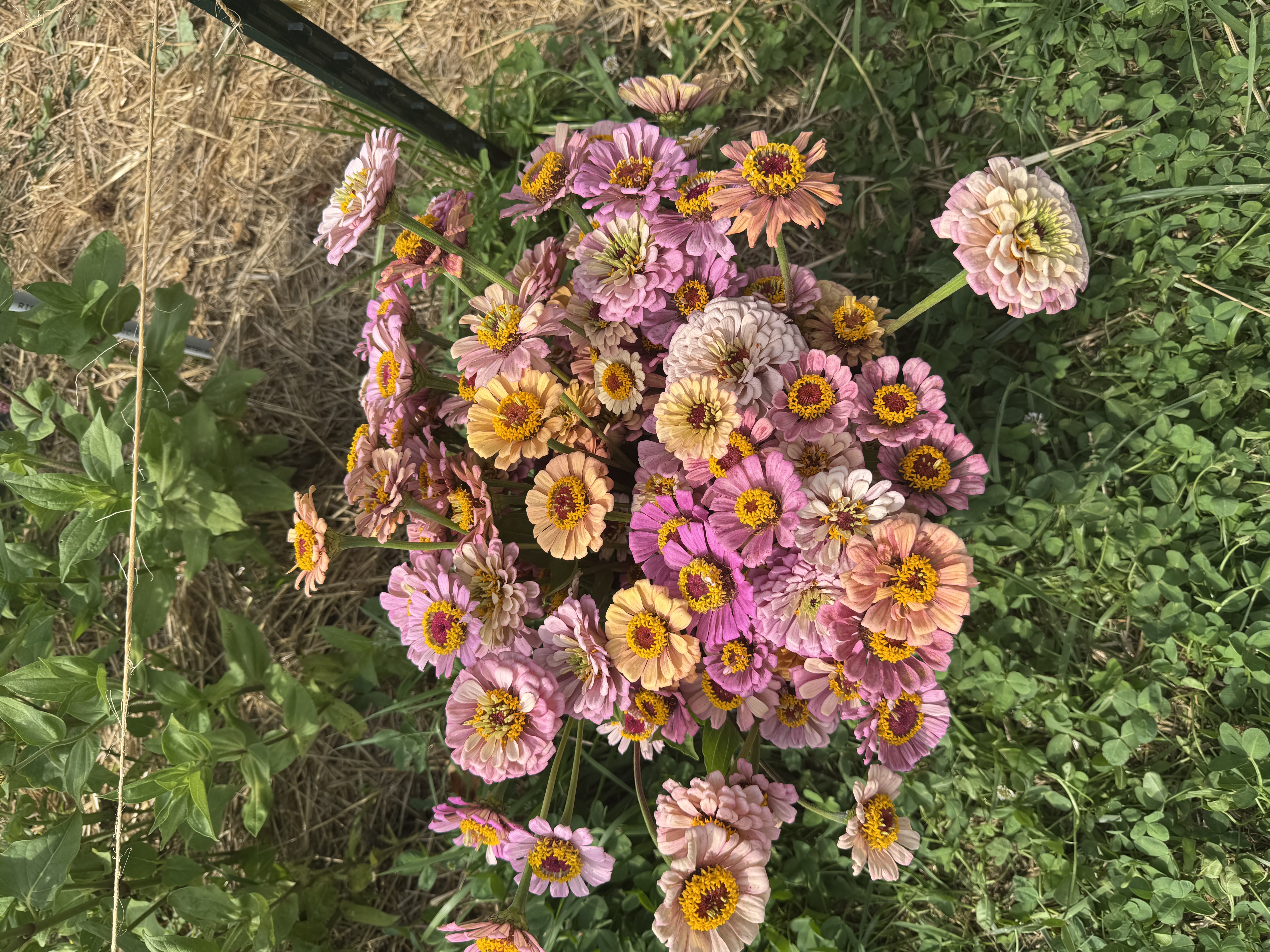 ZINNIA