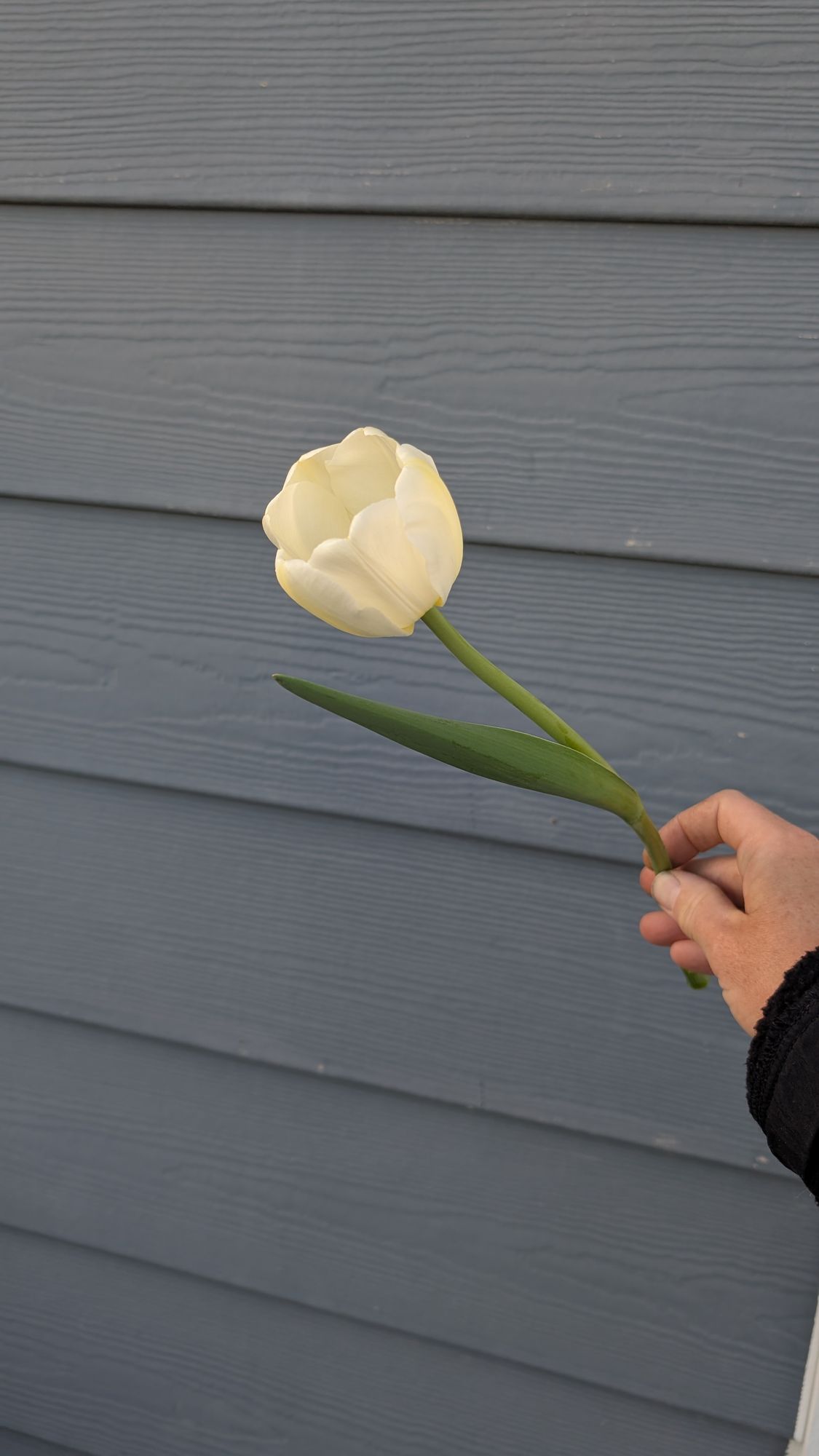 TULIPA