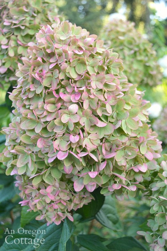 HYDRANGEA paniculata Limelight
