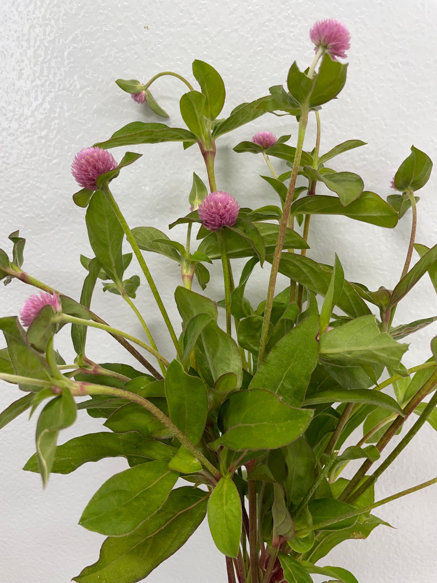 GOMPHRENA globosa