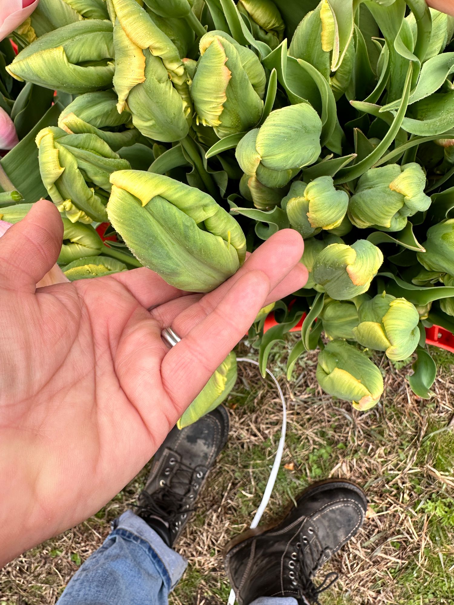 TULIPA Agrass Parrot