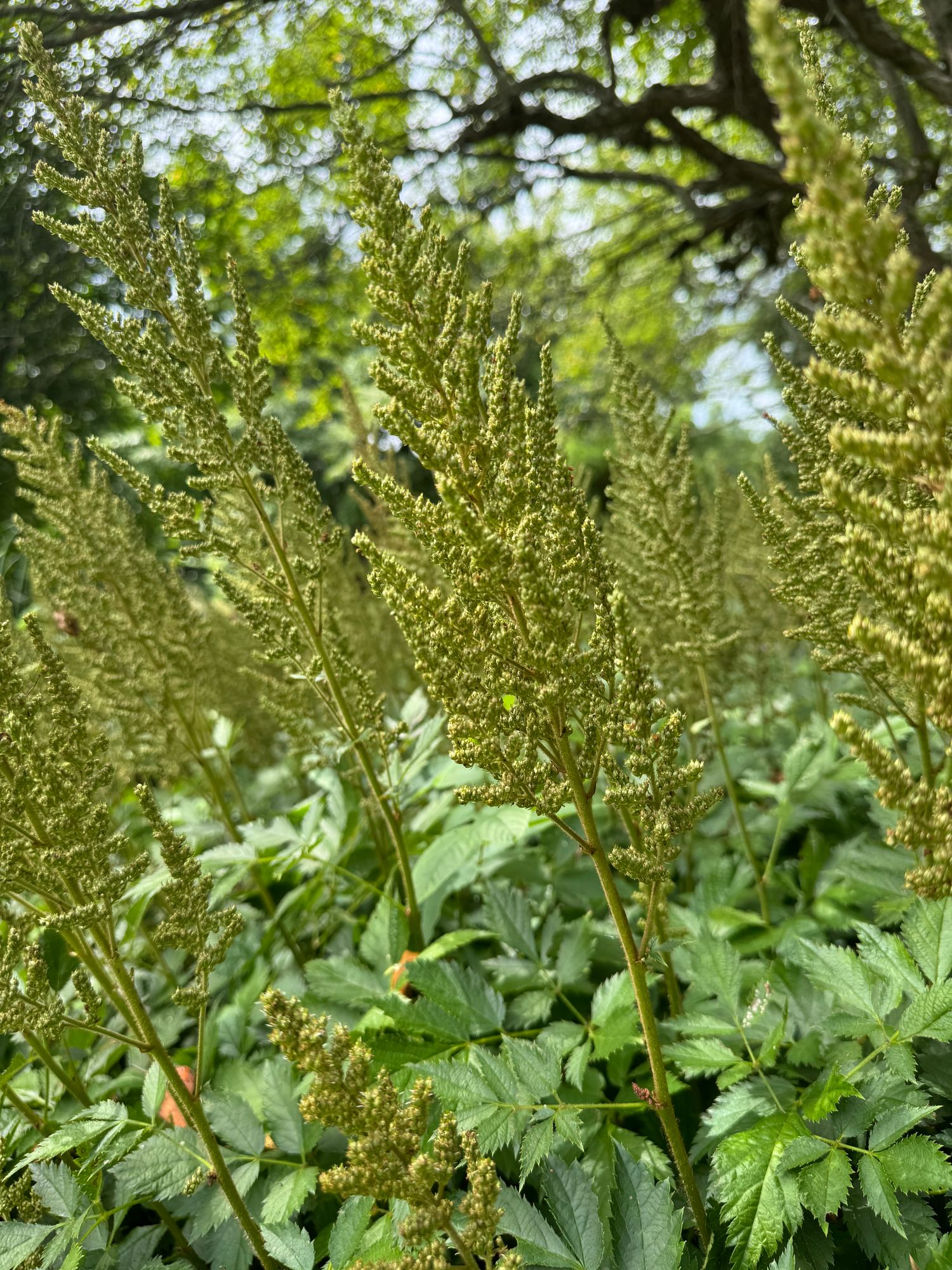 ASTILBE japonica
