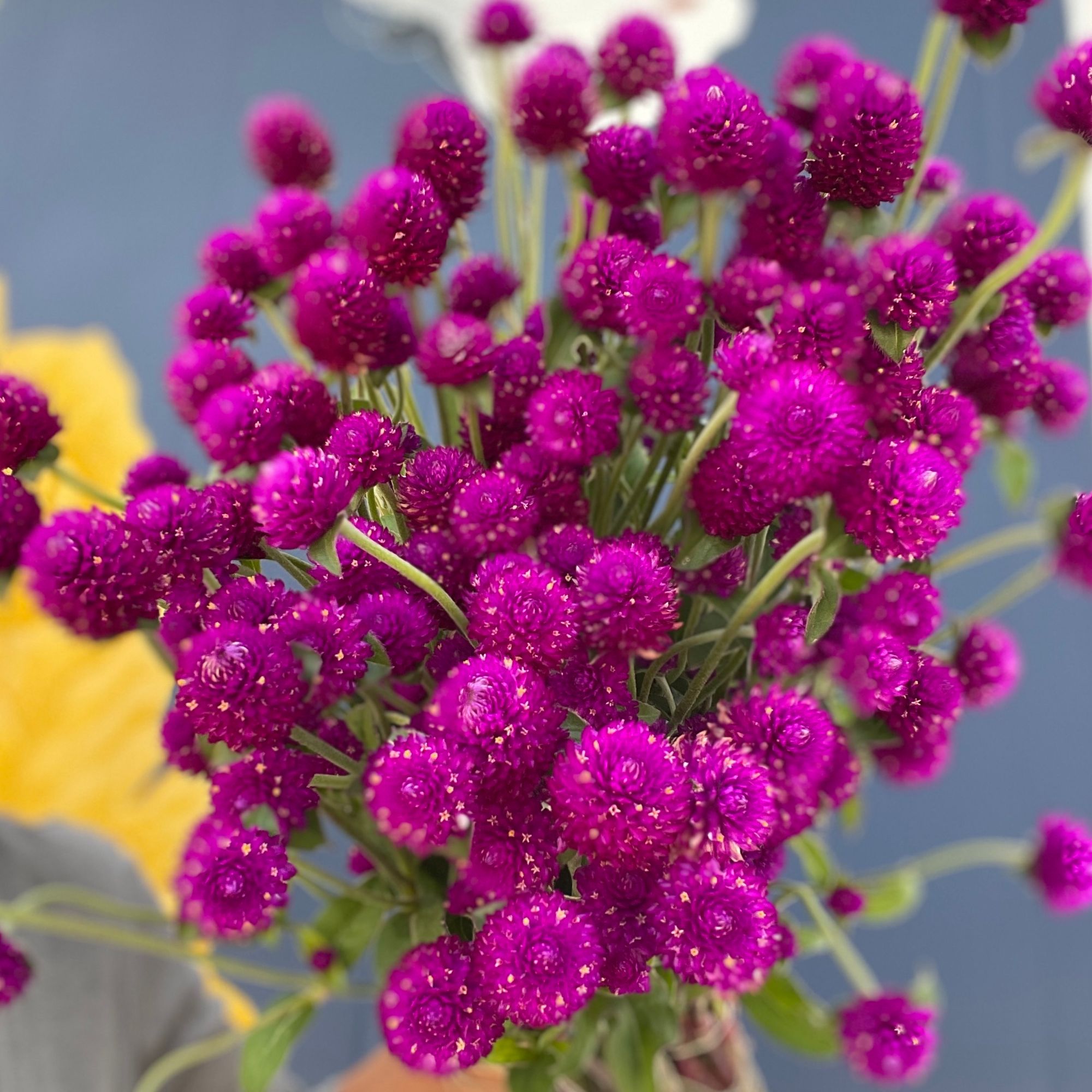 GOMPHRENA globosa QIS