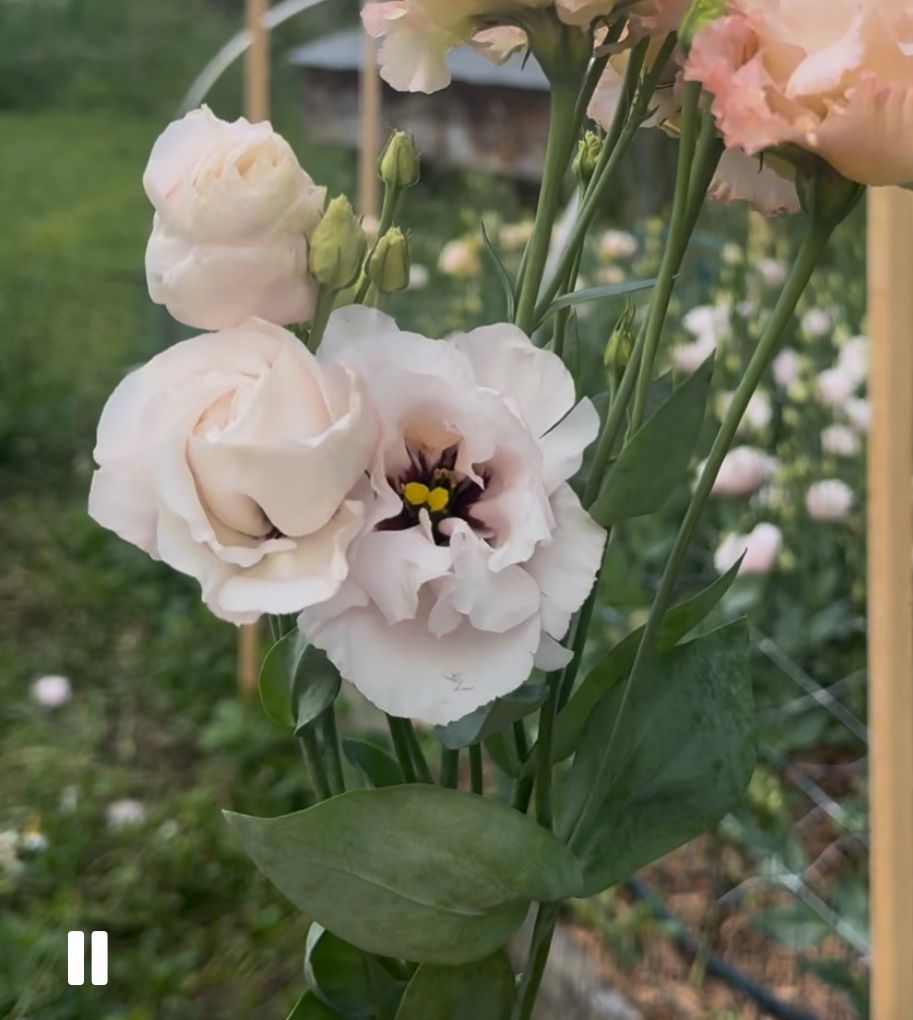 EUSTOMA grandiflorum Corelli Light Pink
