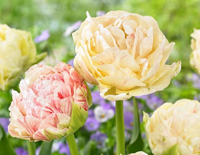 TULIPA