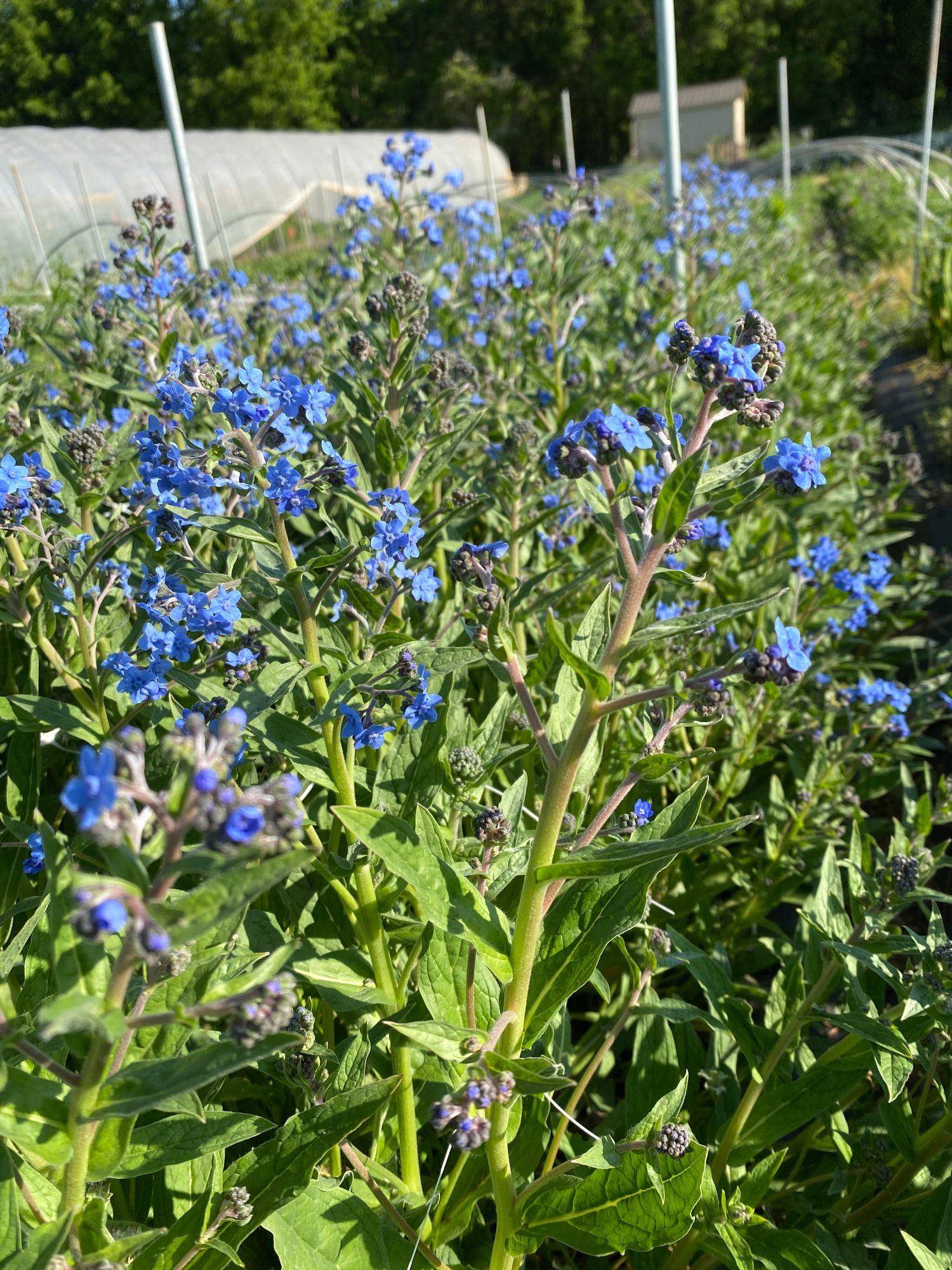CYNOGLOSSUM amabile