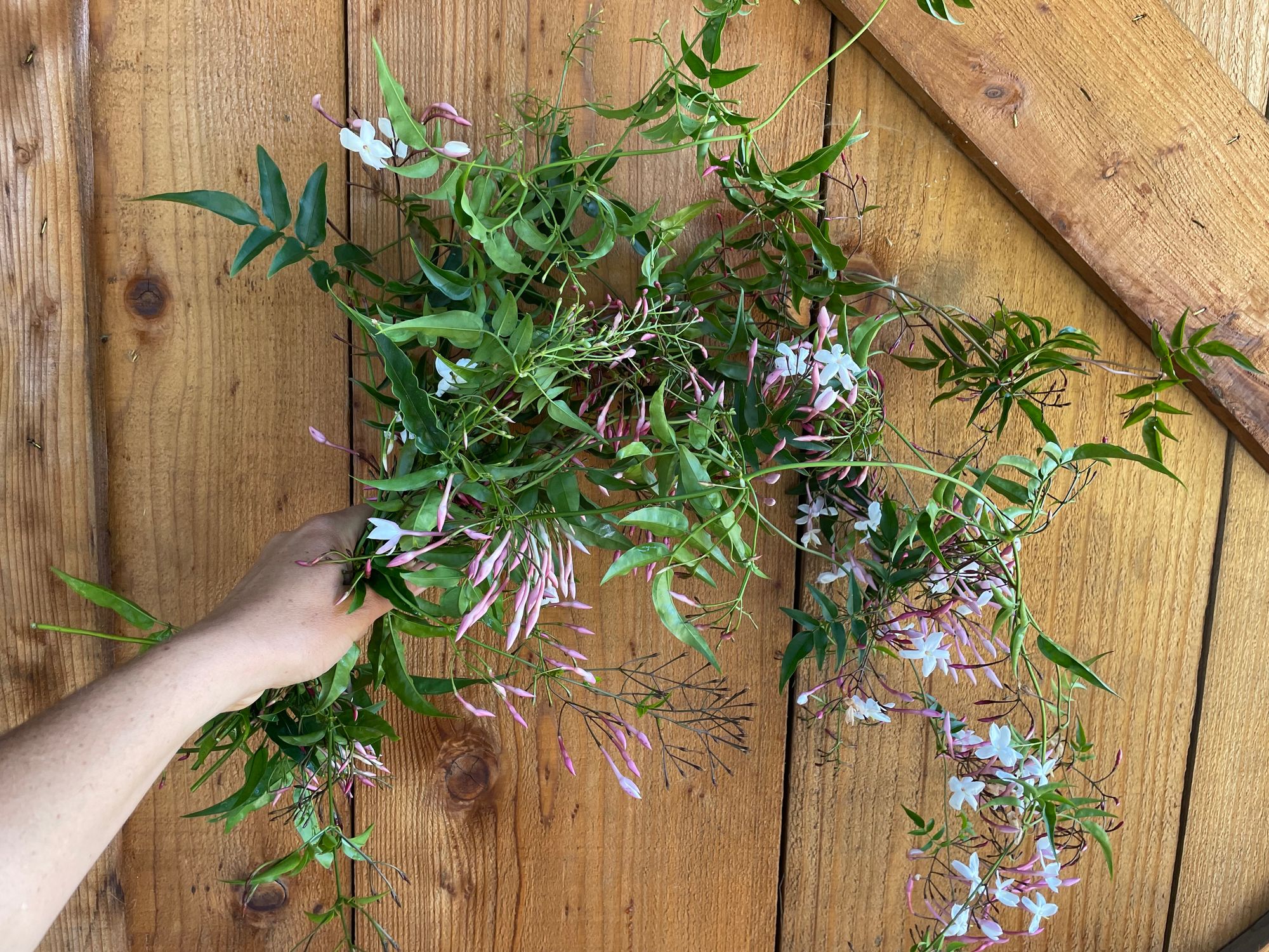 JASMINUM officinale