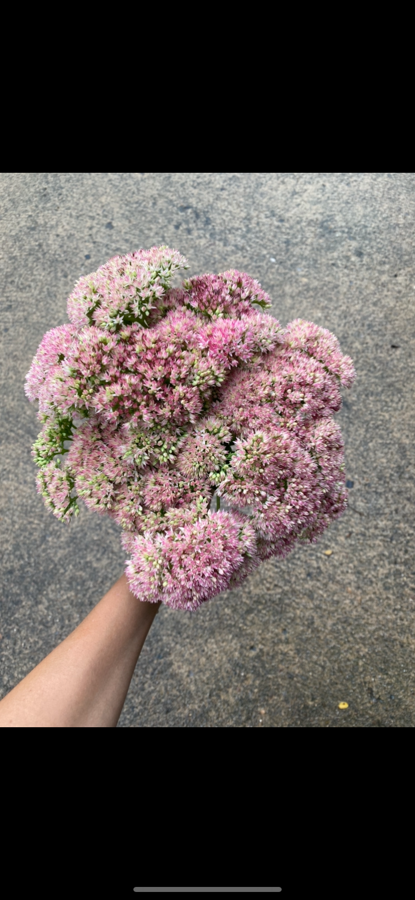 HYLOTELEPHIUM spectabile Autumn Joy