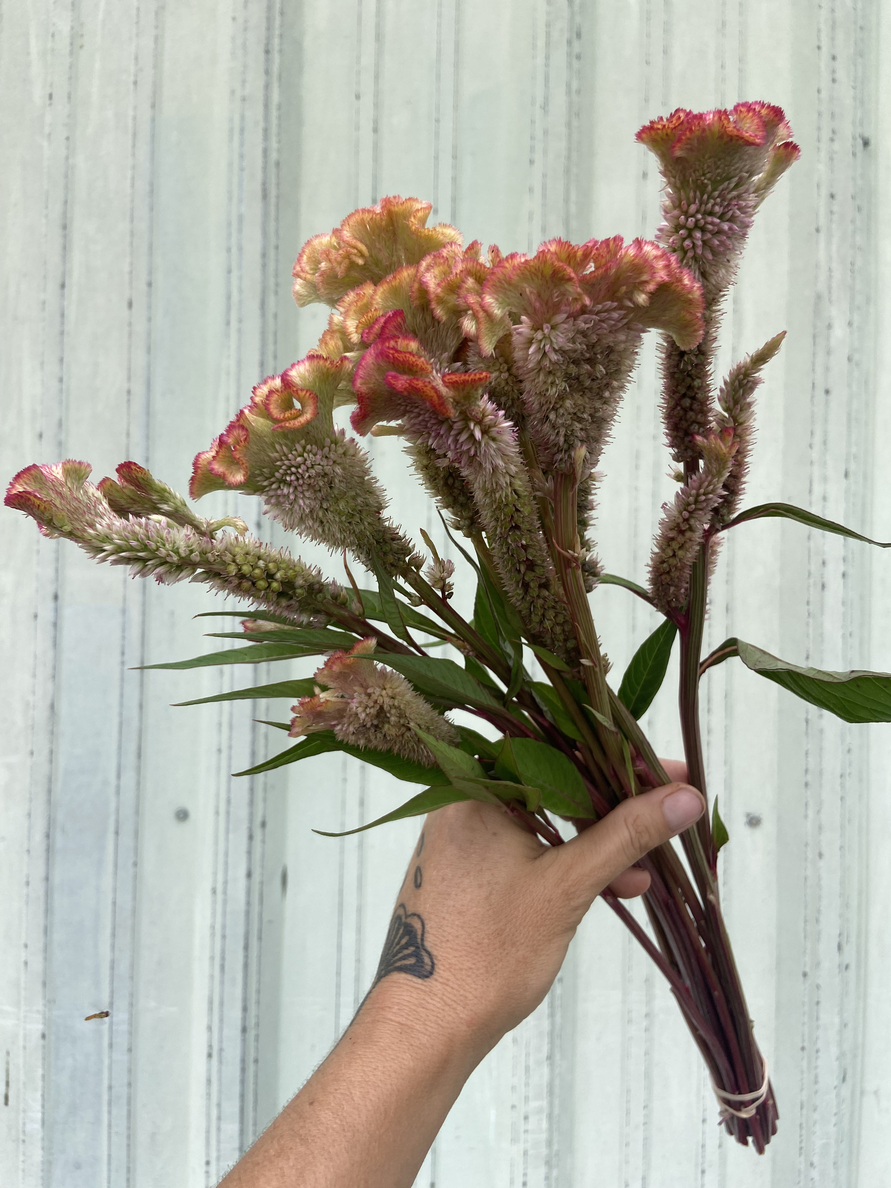 CELOSIA argentea cristata Dusty Rose
