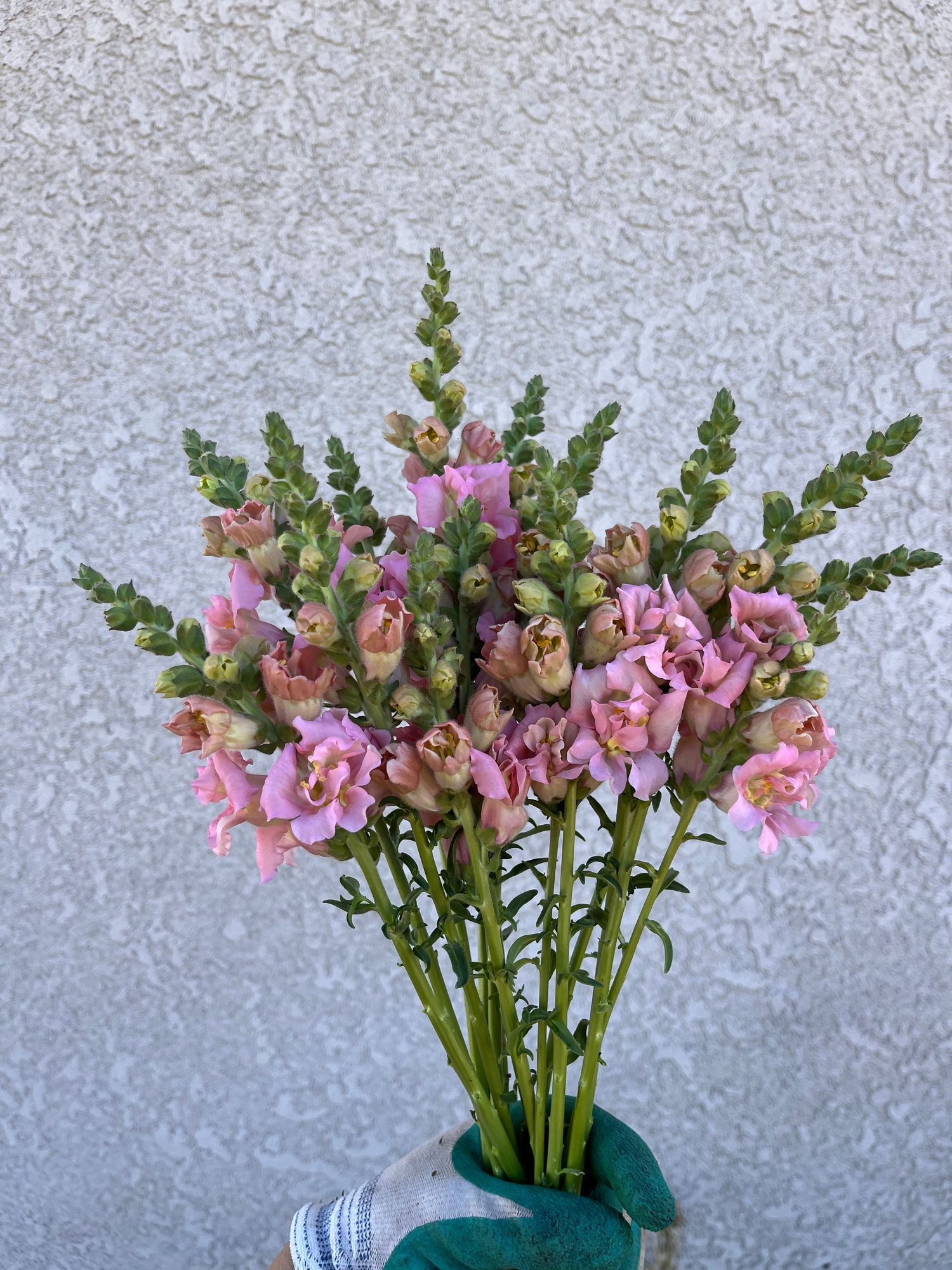 ANTIRRHINUM majus Madame Butterfly Pink