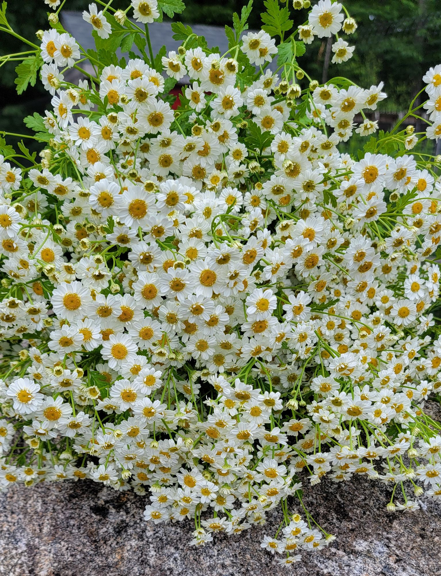 TANACETUM parthenium