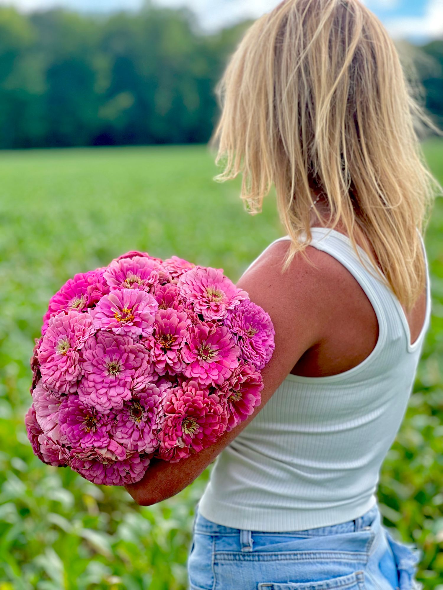 ZINNIA elegans Benarys Giant