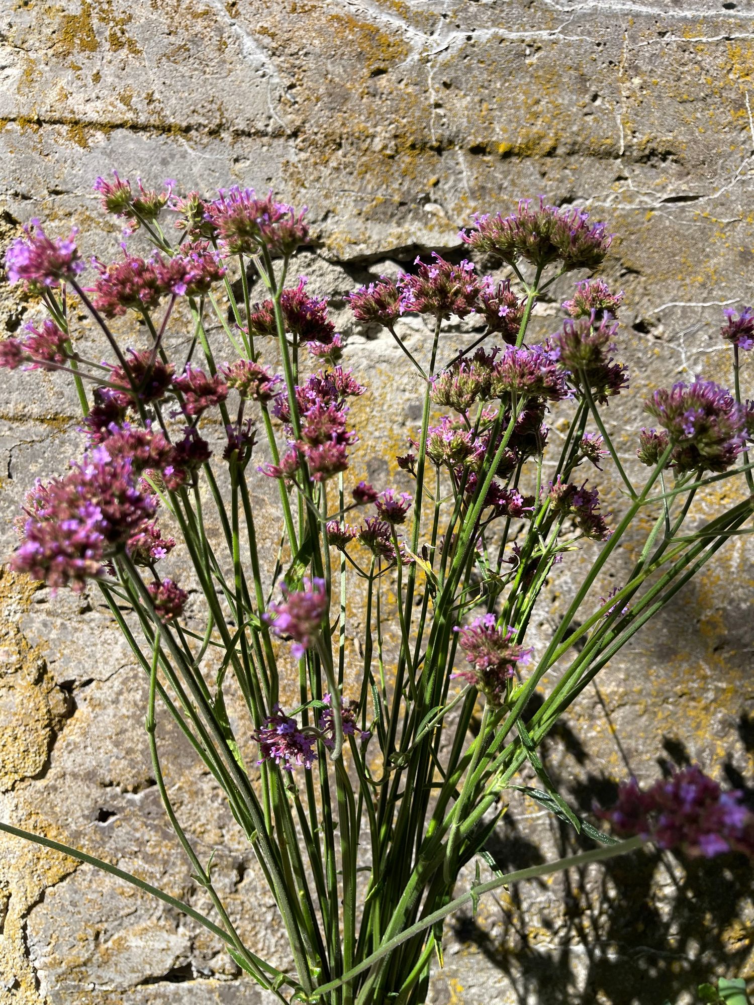 VERBENA bonariensis