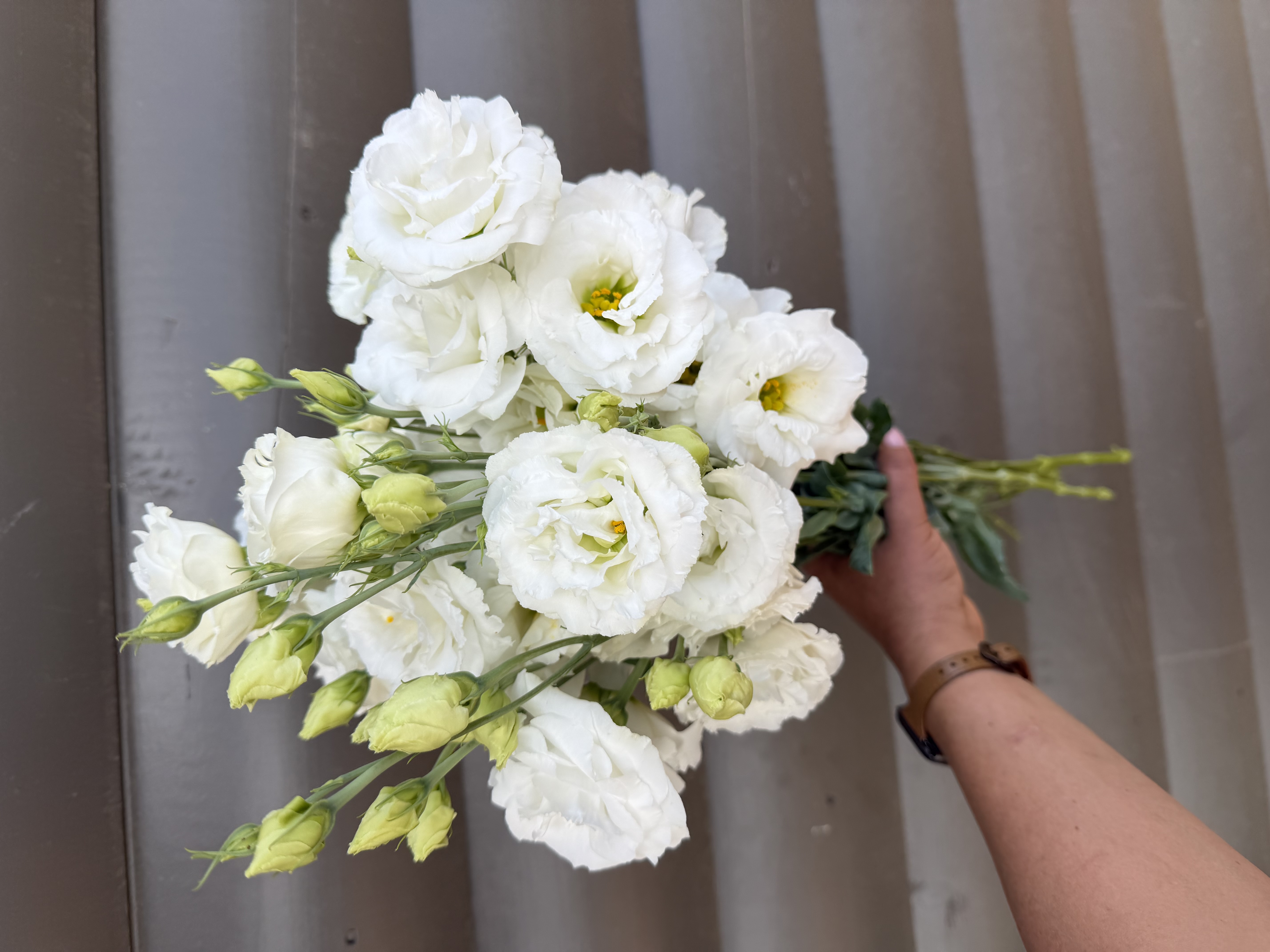 EUSTOMA grandiflorum Voyage White