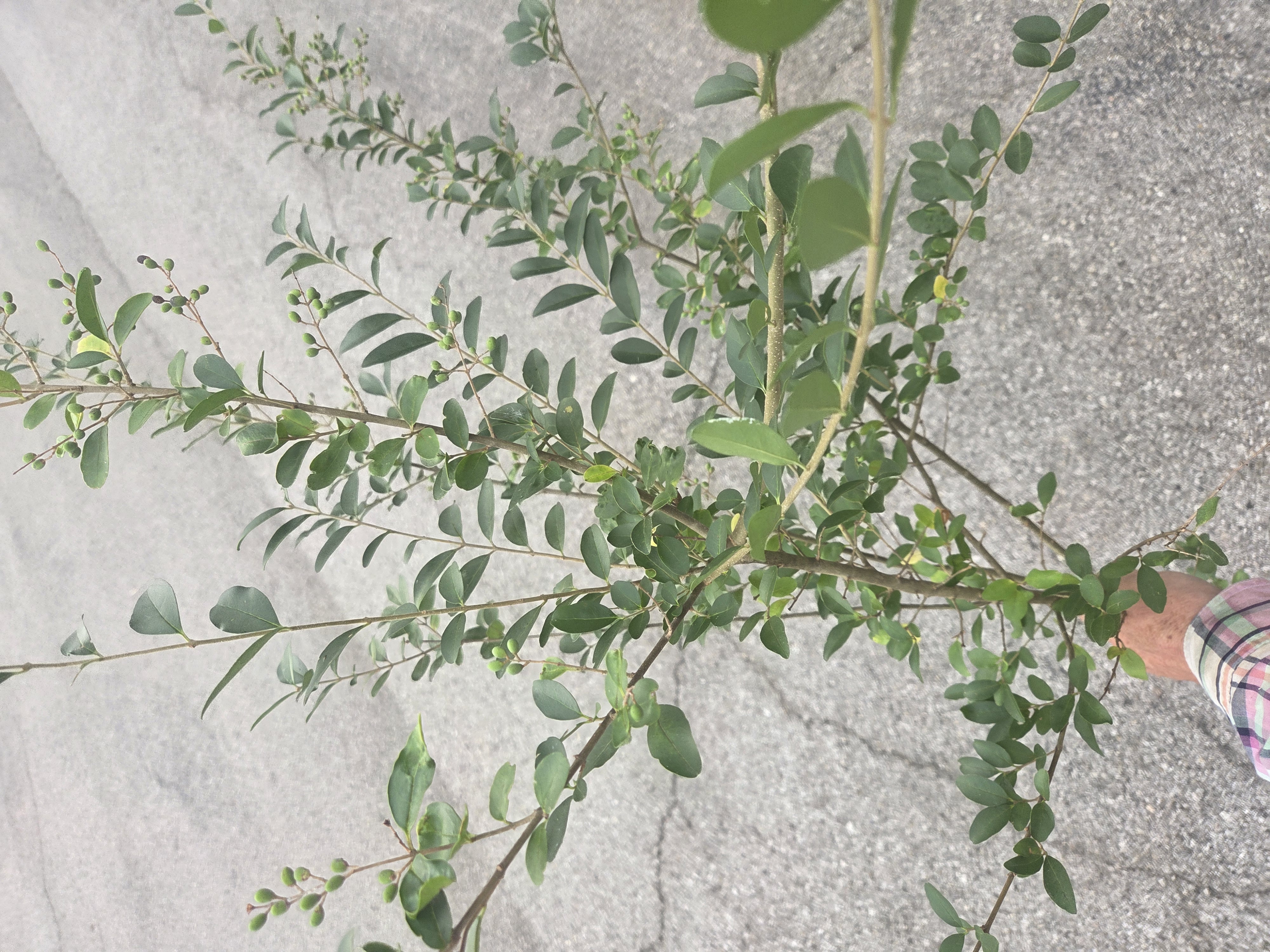 LIGUSTRUM