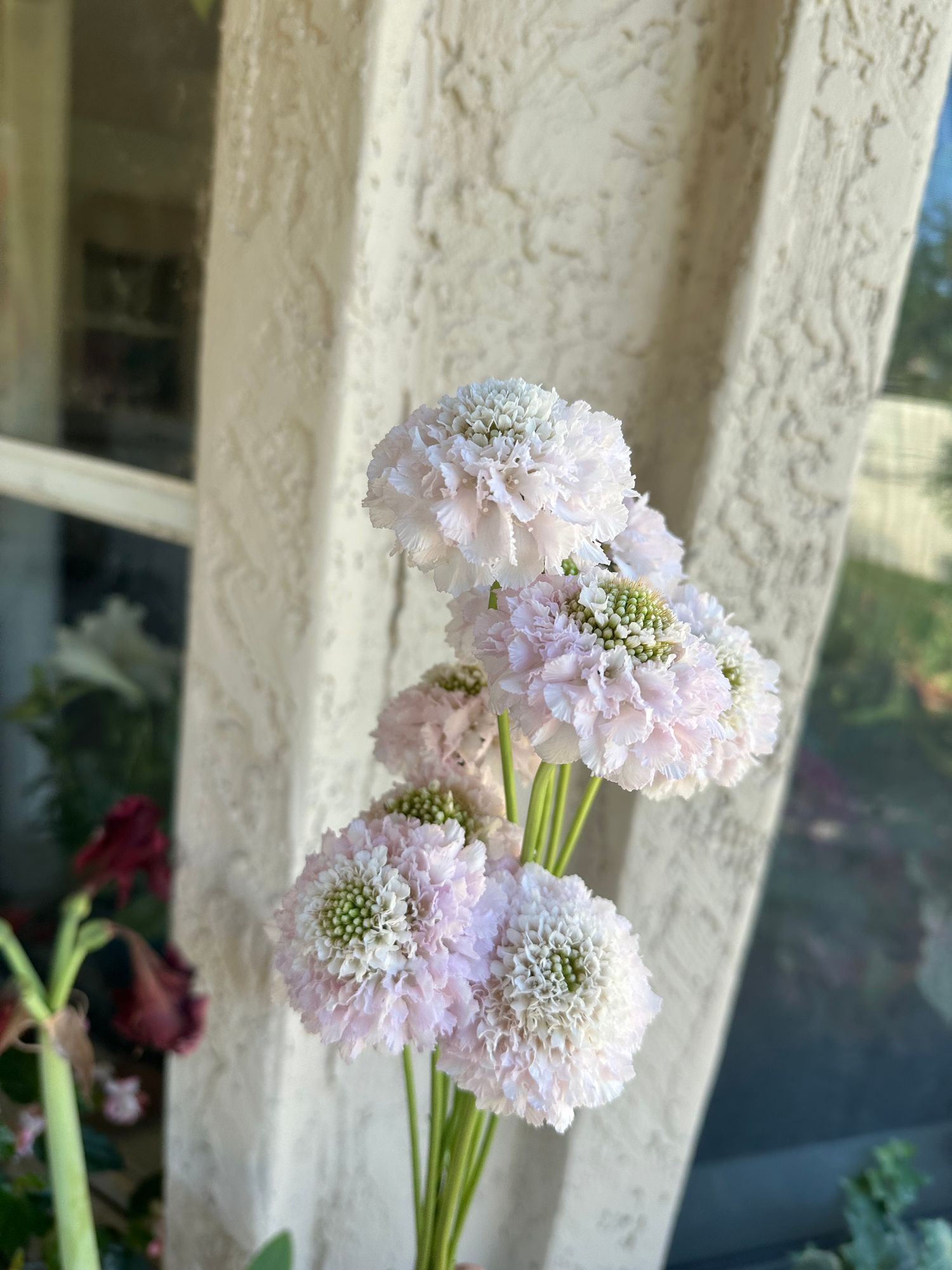 SCABIOSA atropurpurea x caucasica Focal Scoop Strawberry Hoop