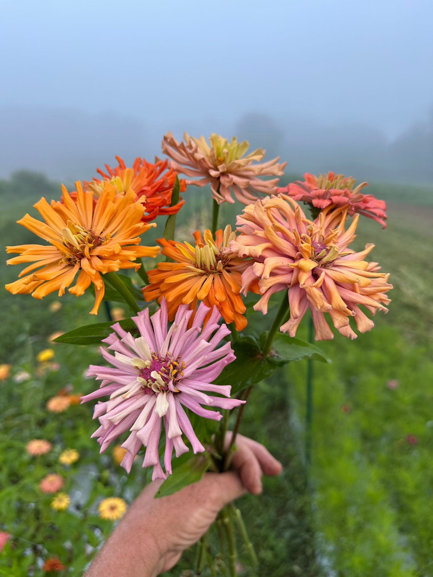 ZINNIA elegans Agave