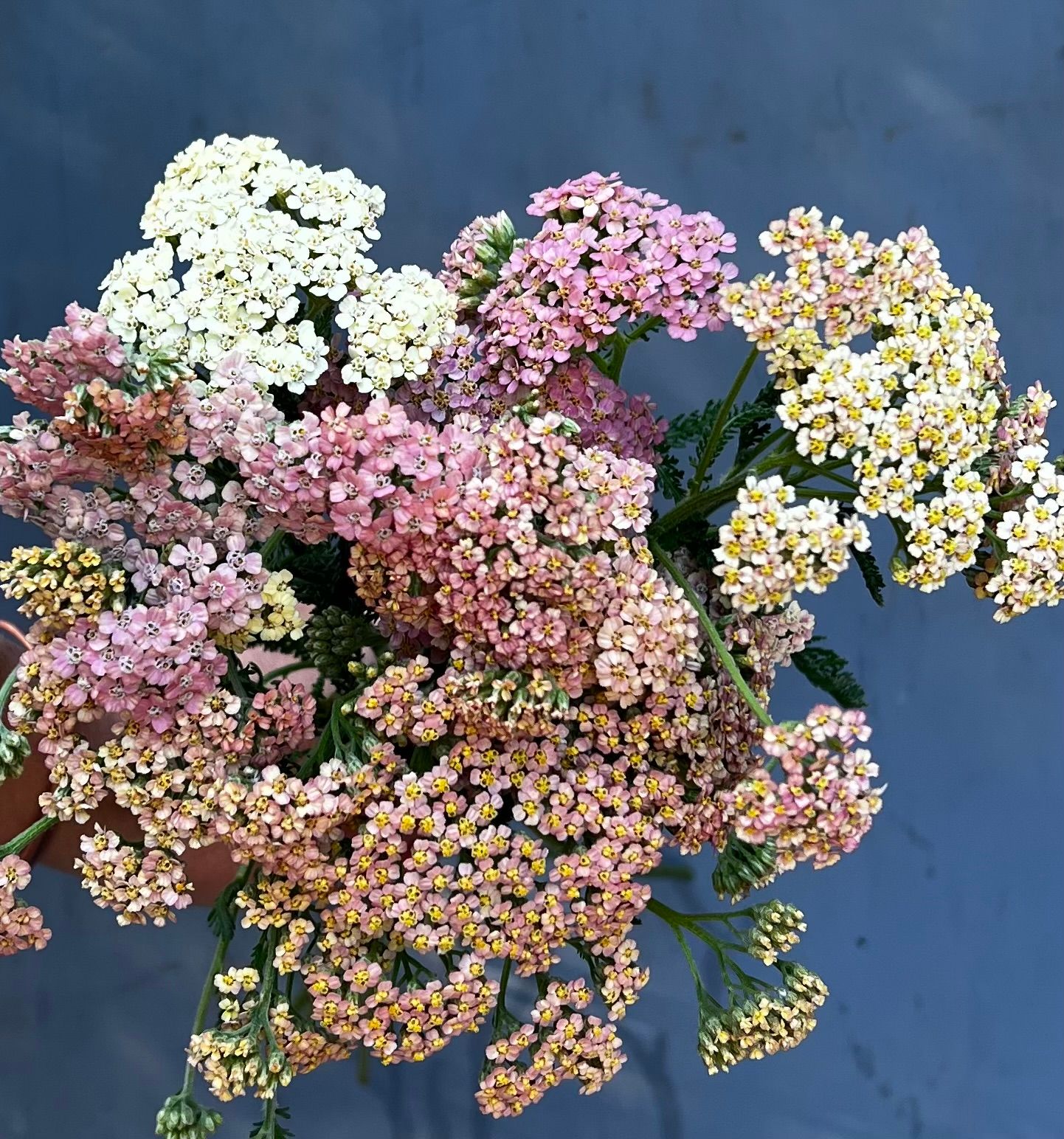 ACHILLEA millefolium Colorado