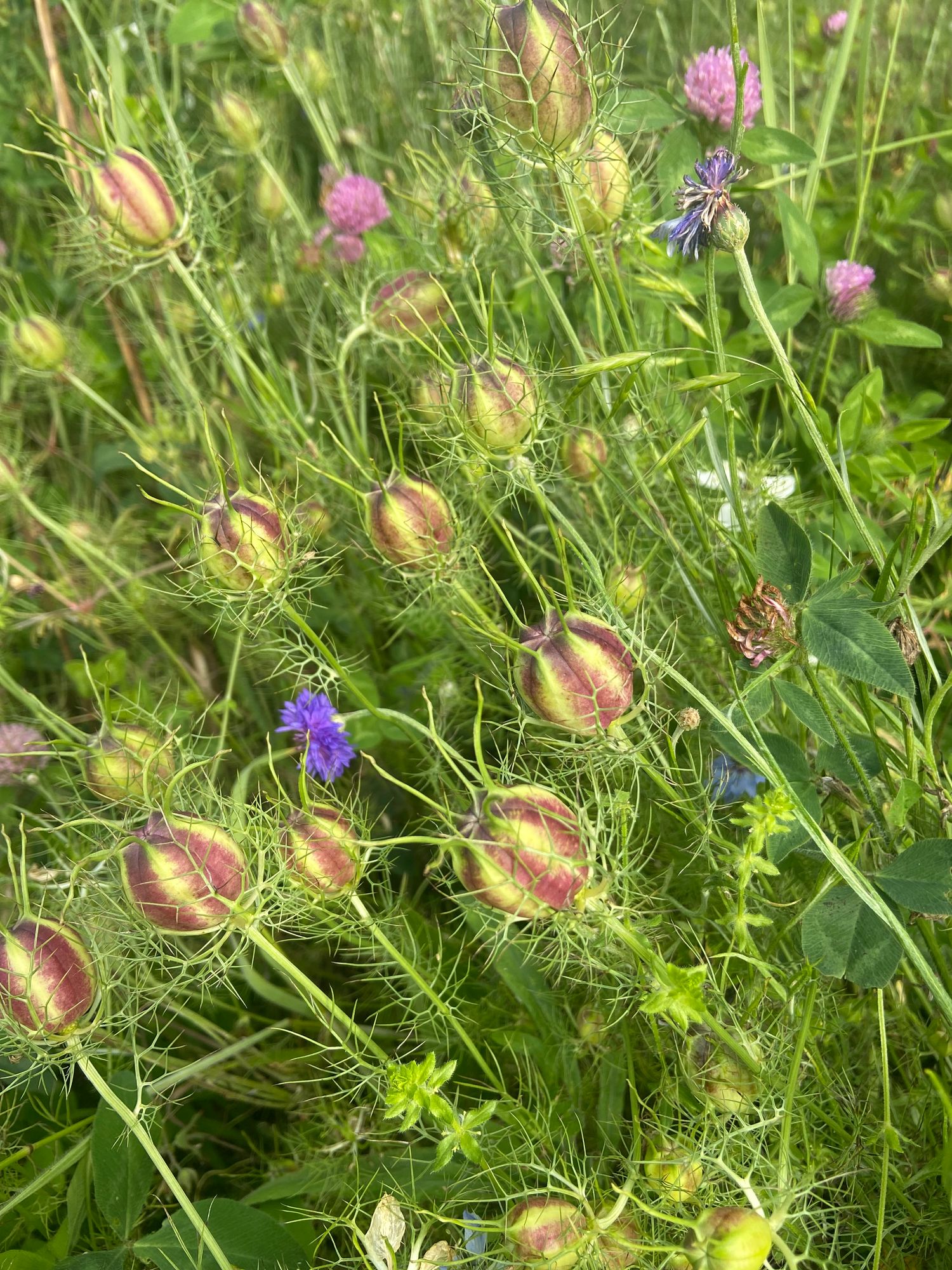 NIGELLA