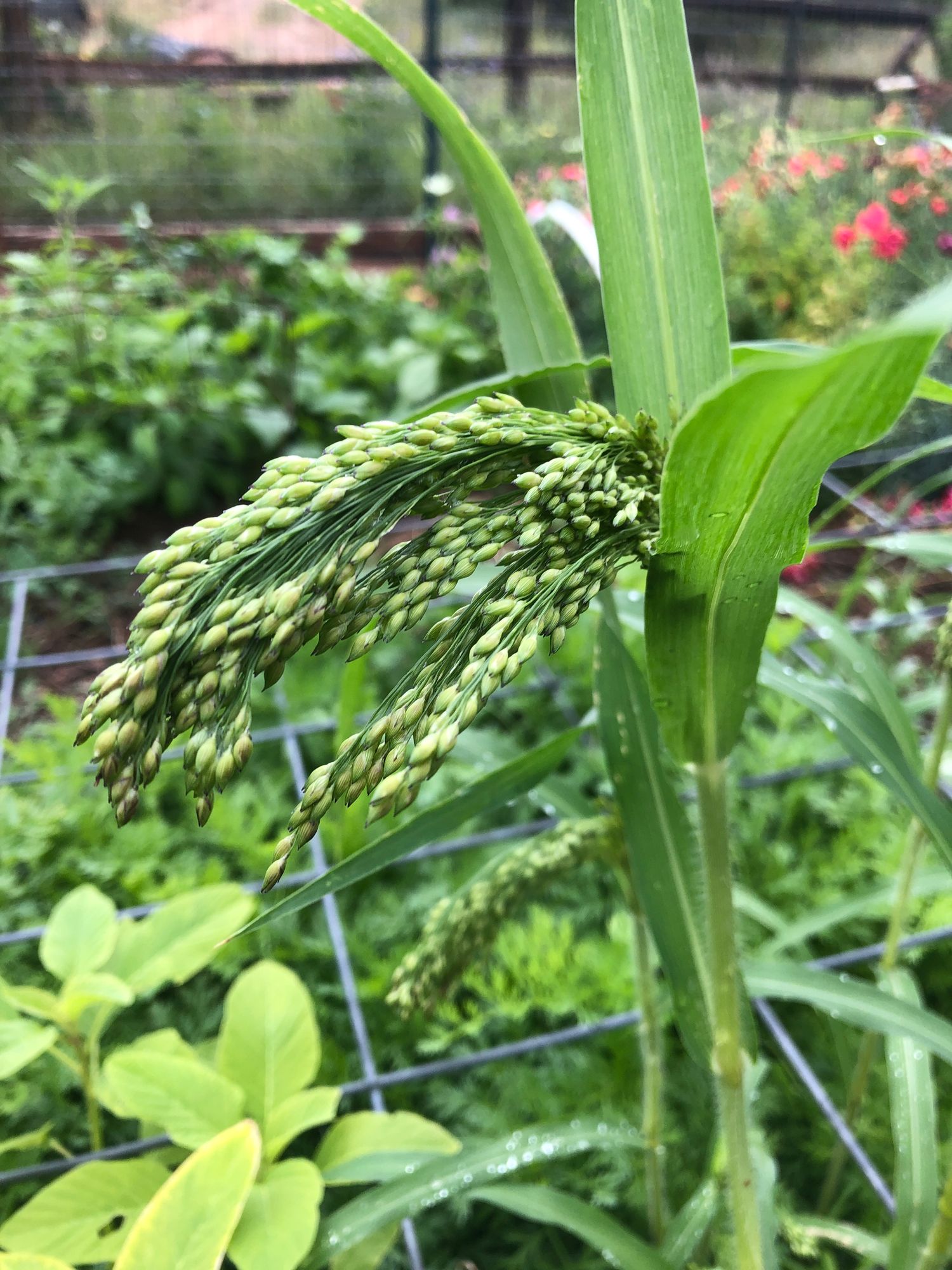 PANICUM violaceum Green Drops