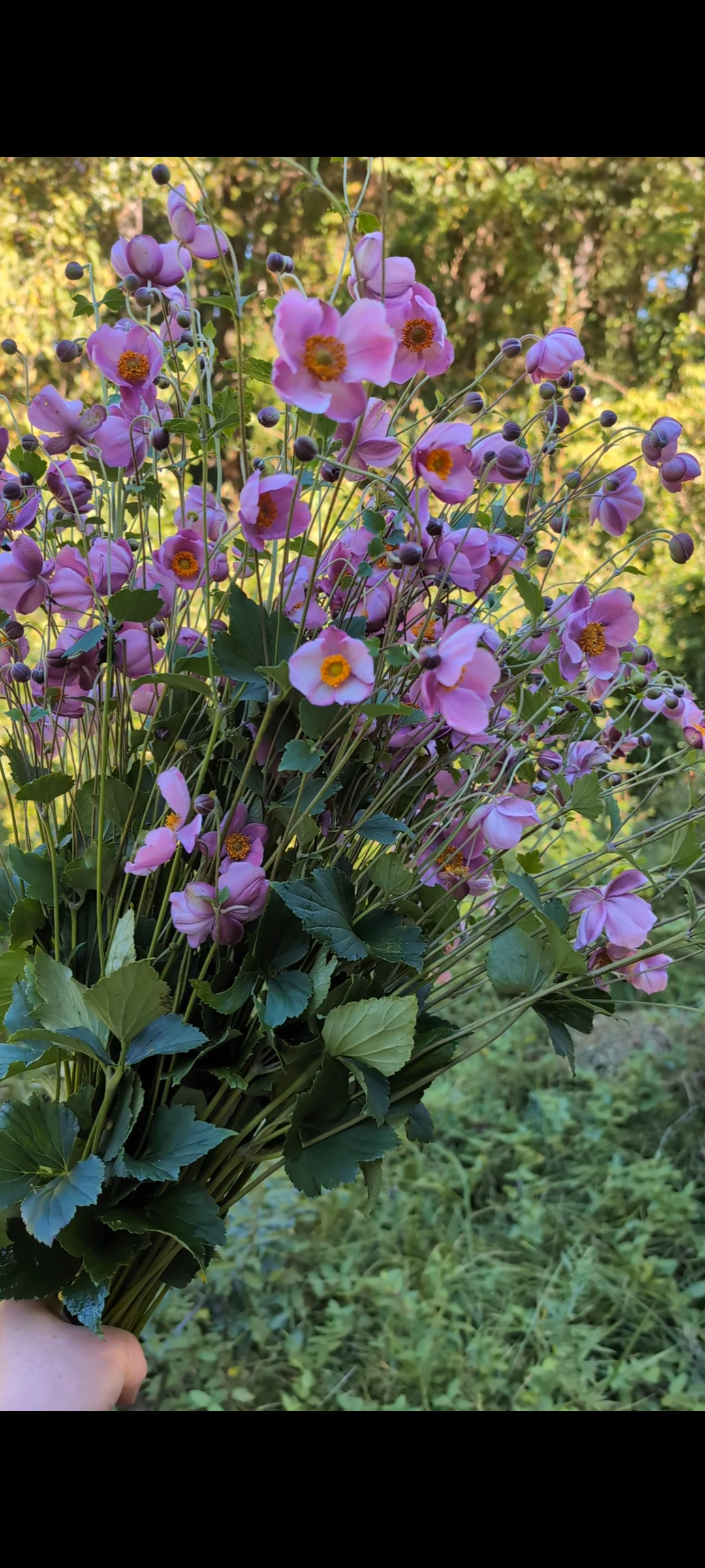 ANEMONE hupensis Praecox
