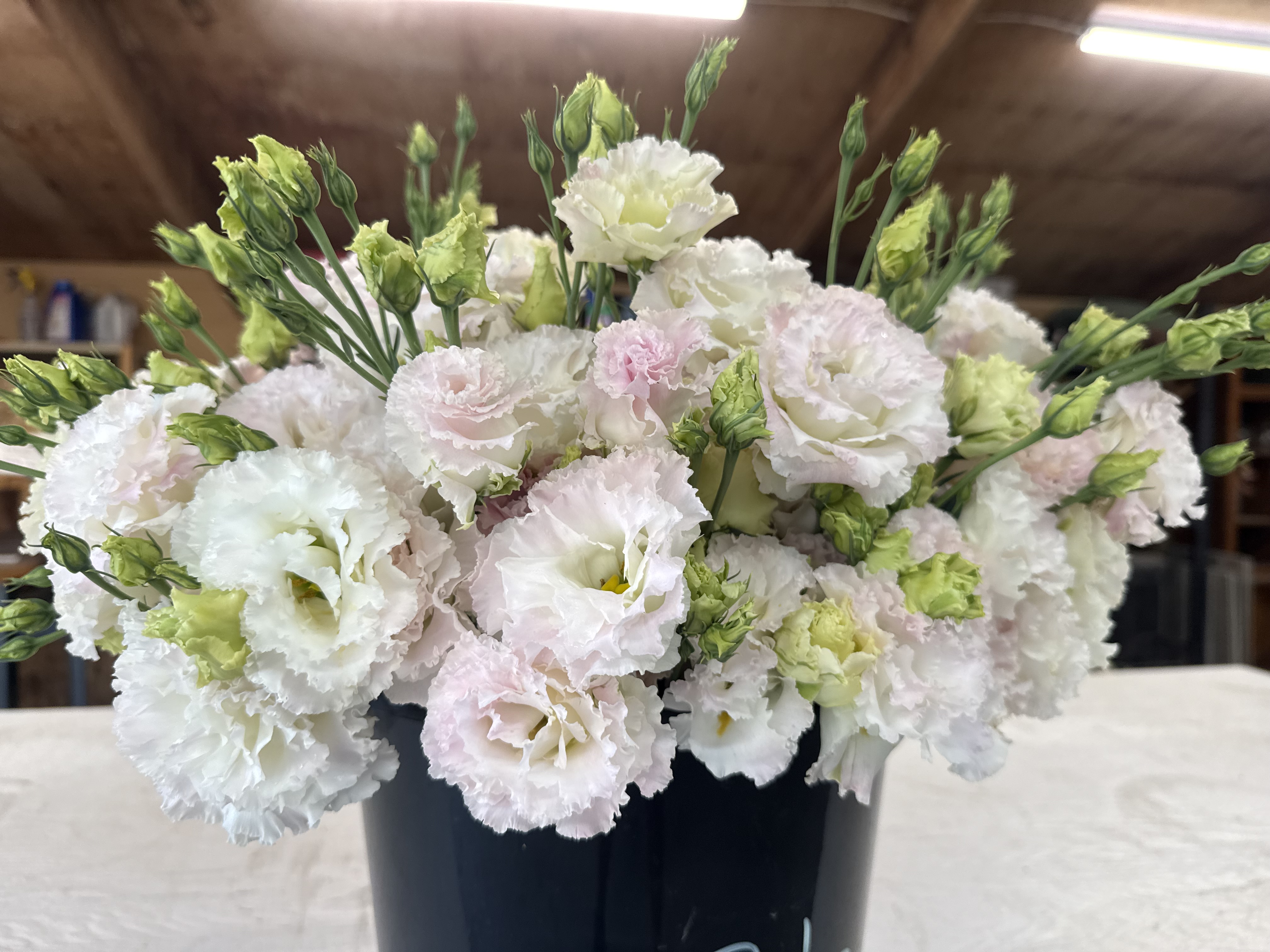 EUSTOMA grandiflorum Voyage First Love