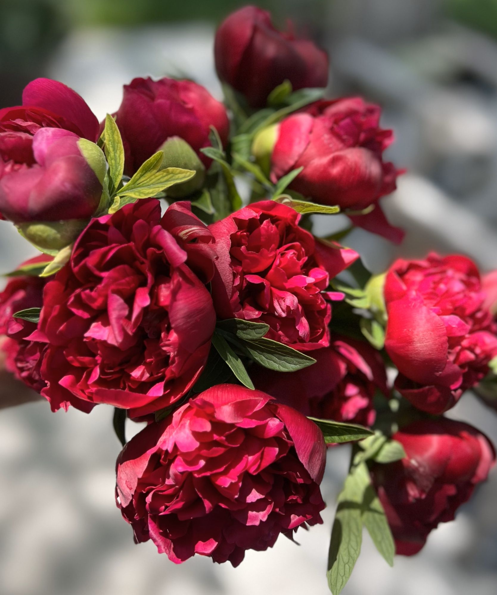 PAEONIA anomala