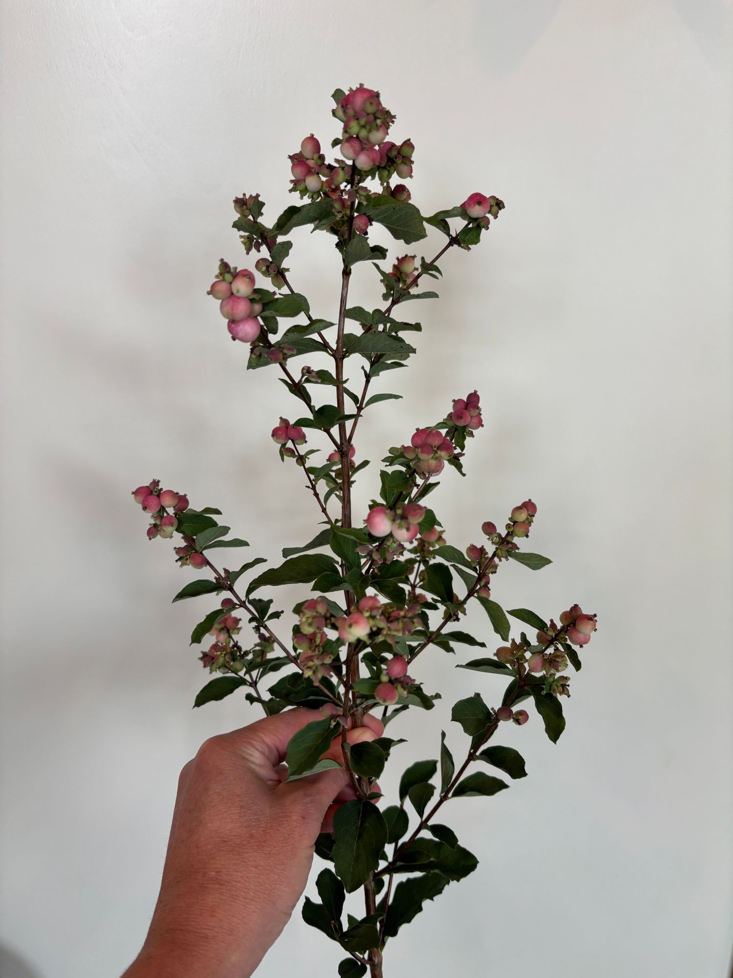 SYMPHORICARPOS x doorenbosii Magical Avalanche
