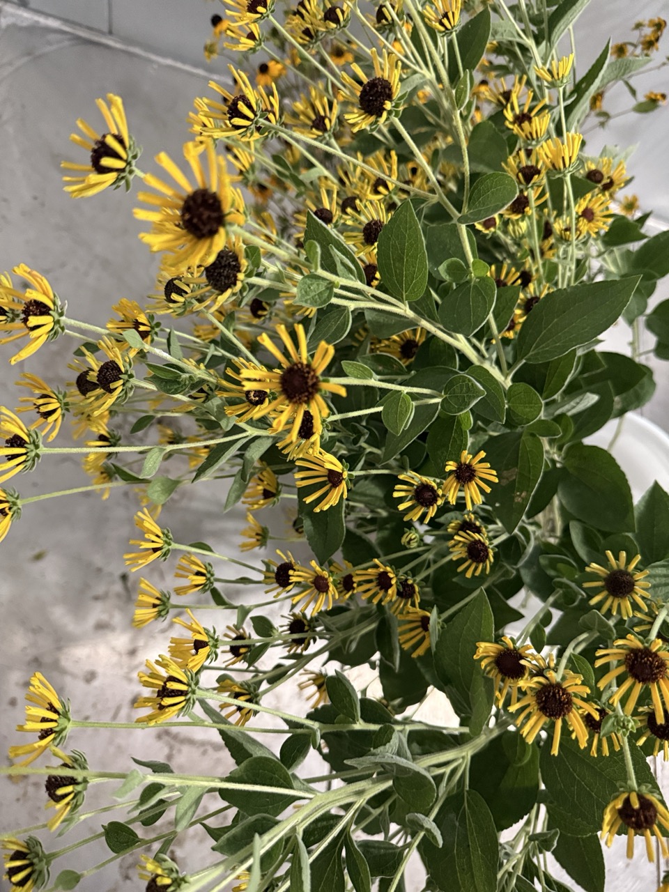 RUDBECKIA subtomentosa Henry Eilers