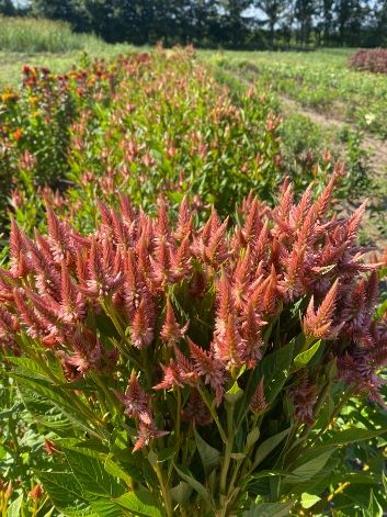 CELOSIA argentea spicata Celway Terracotta