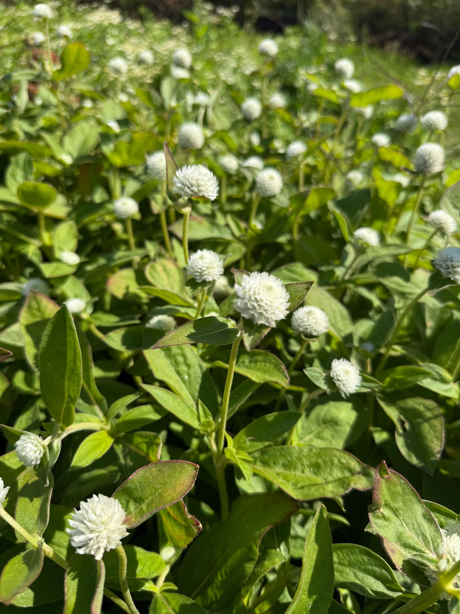 GOMPHRENA globosa Audray