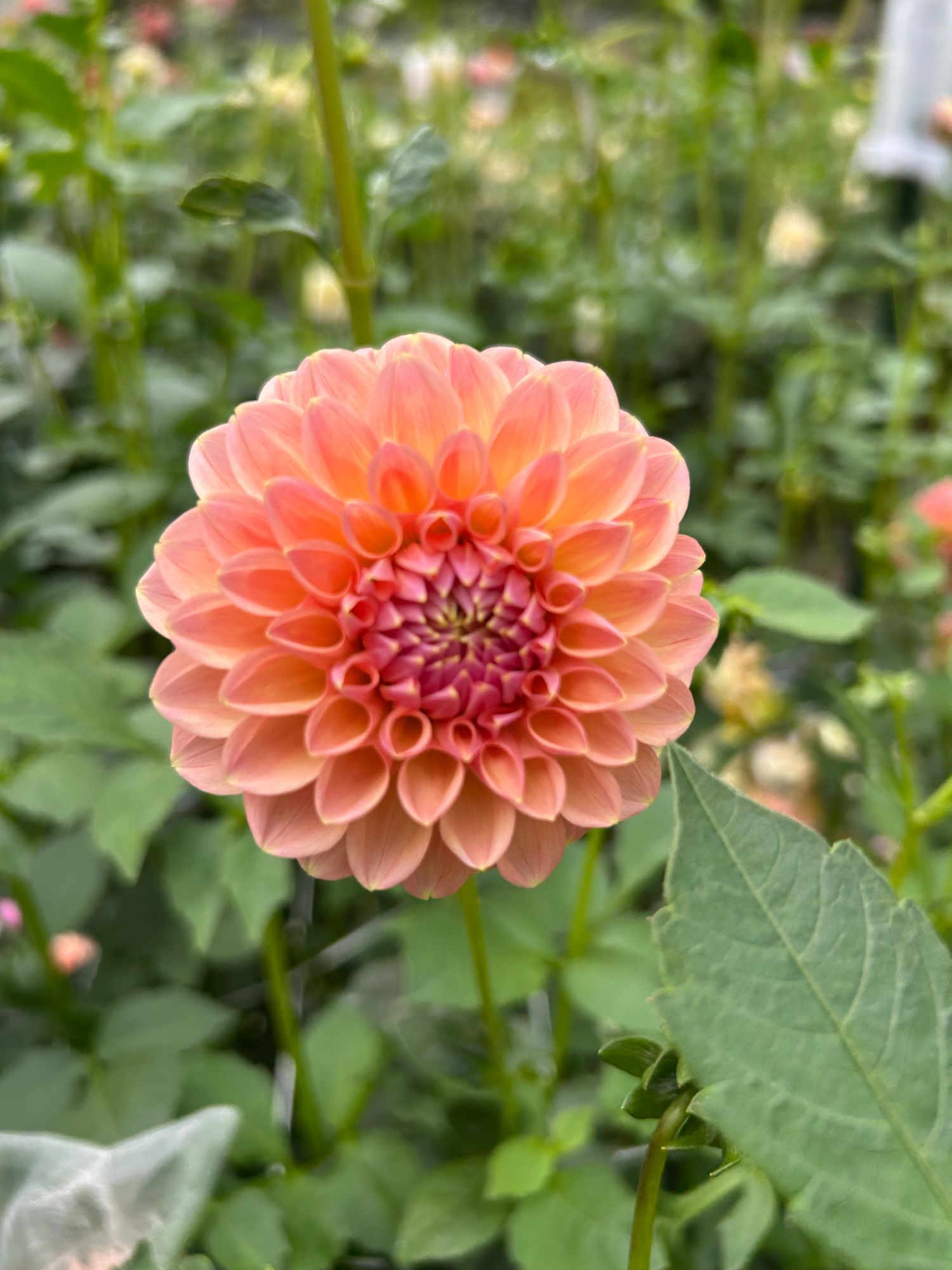DAHLIA Lindas Baby