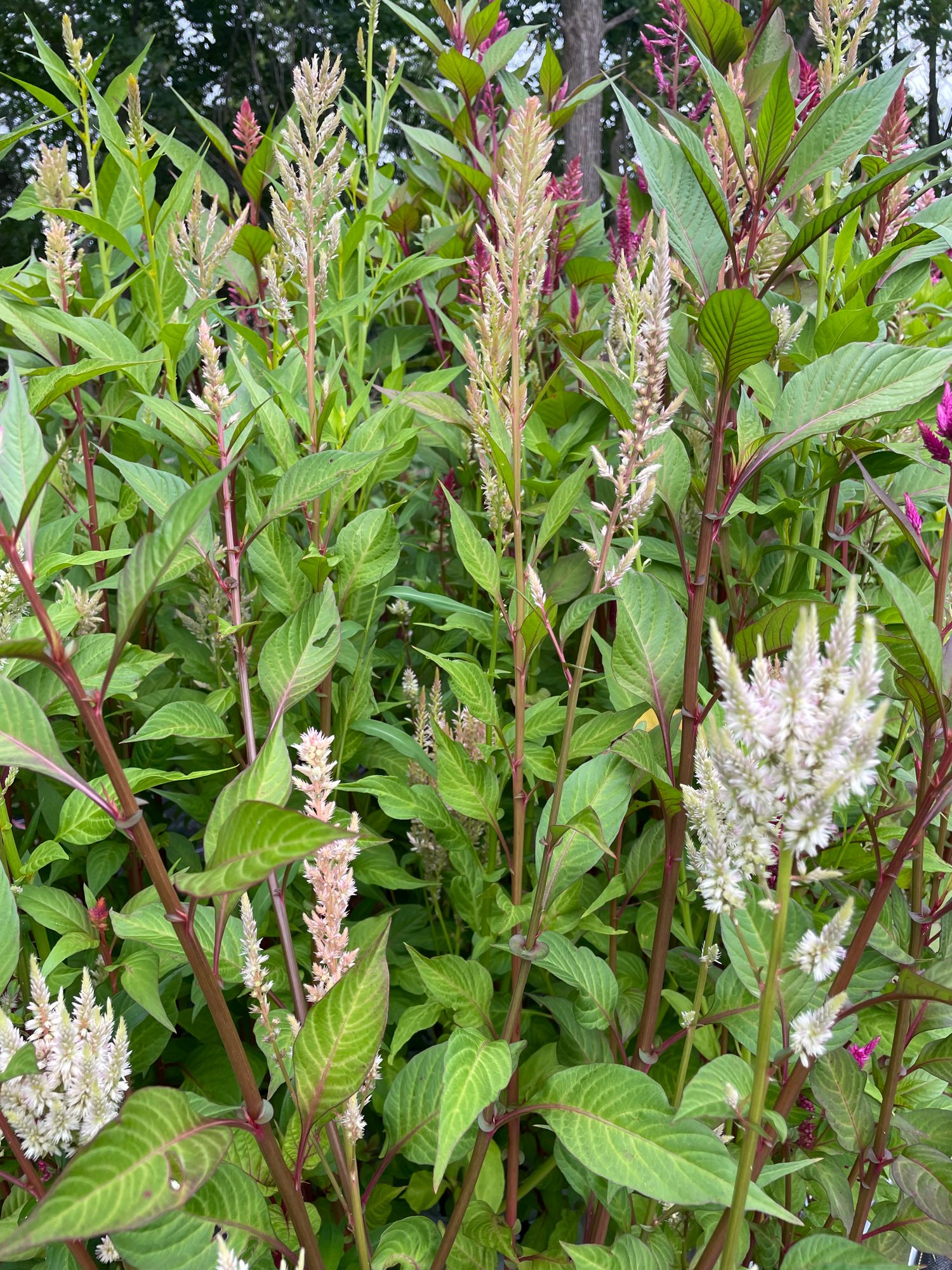 CELOSIA argentea var. cristata Pink Champagne